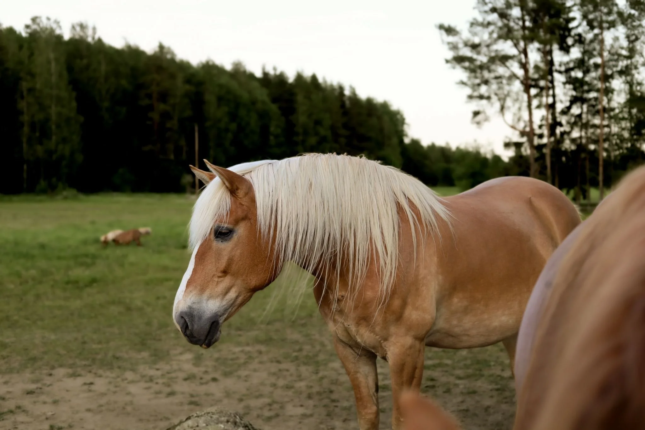 Liinaharjainen suomenhevonen laitumella