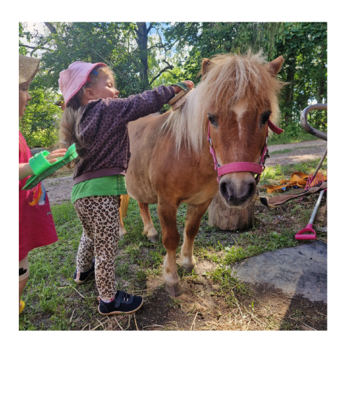Pieni tyttö harjaamassa shetlanninnponia