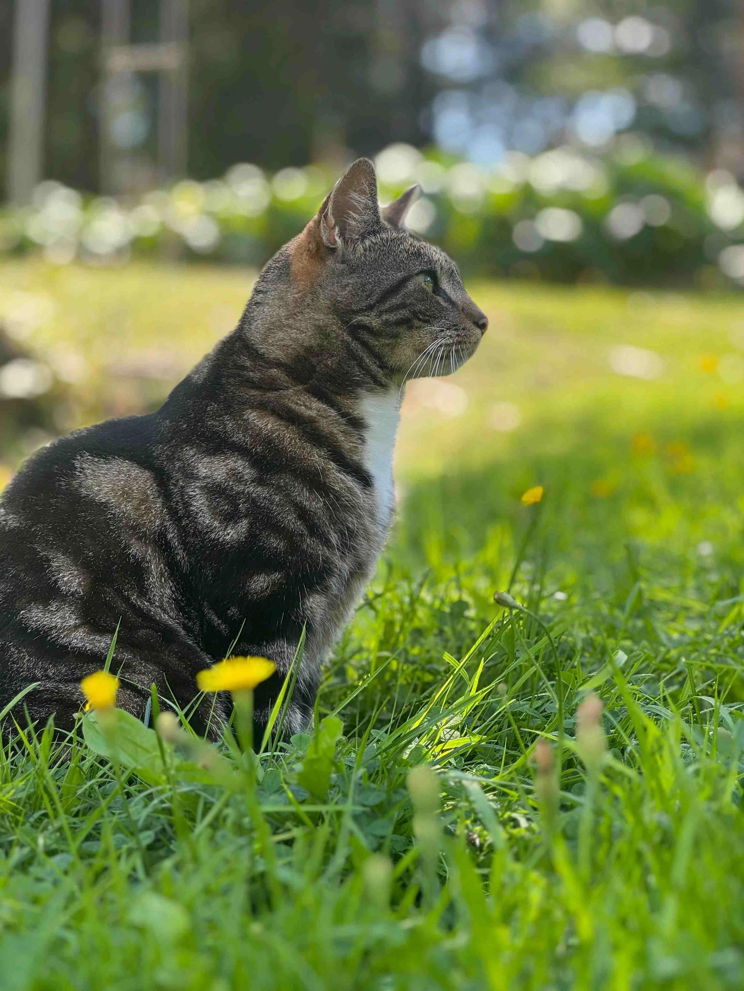 Kissa istuu ruohikossa edessään voikukkia