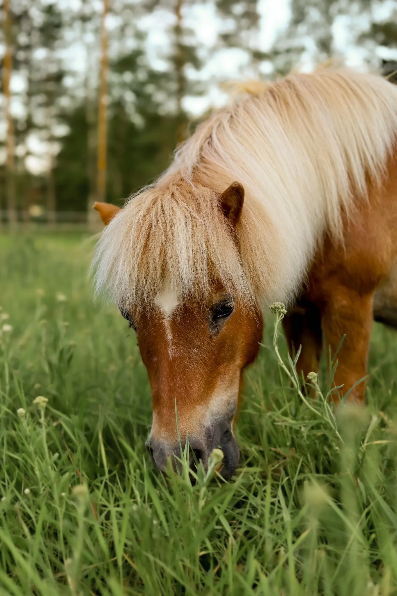 Shetlanninponi syö vihreää ruohoa
