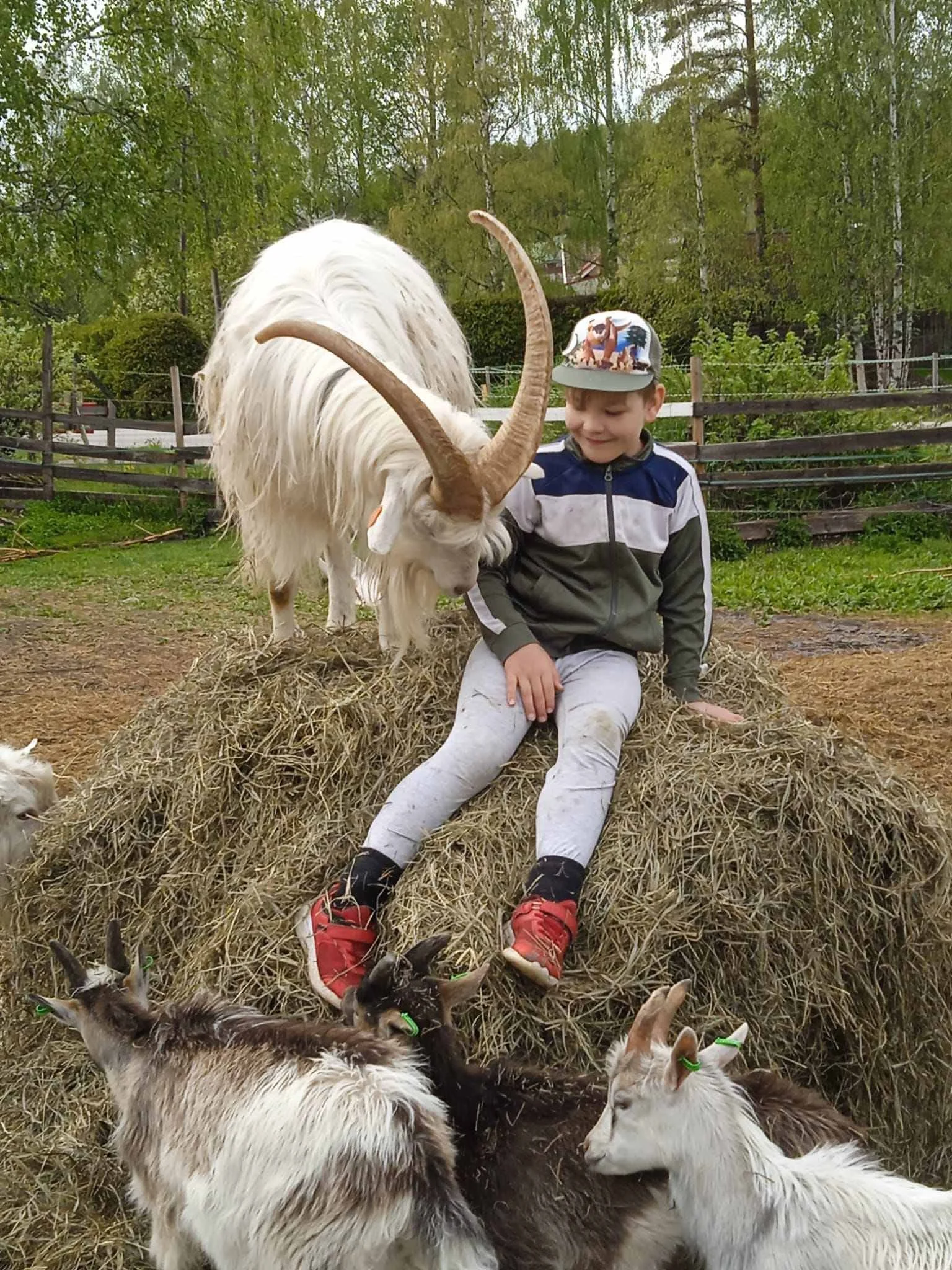 Lapsi ja pukki vuohi heinäpaalin päällä tekemässä tuttavuutta