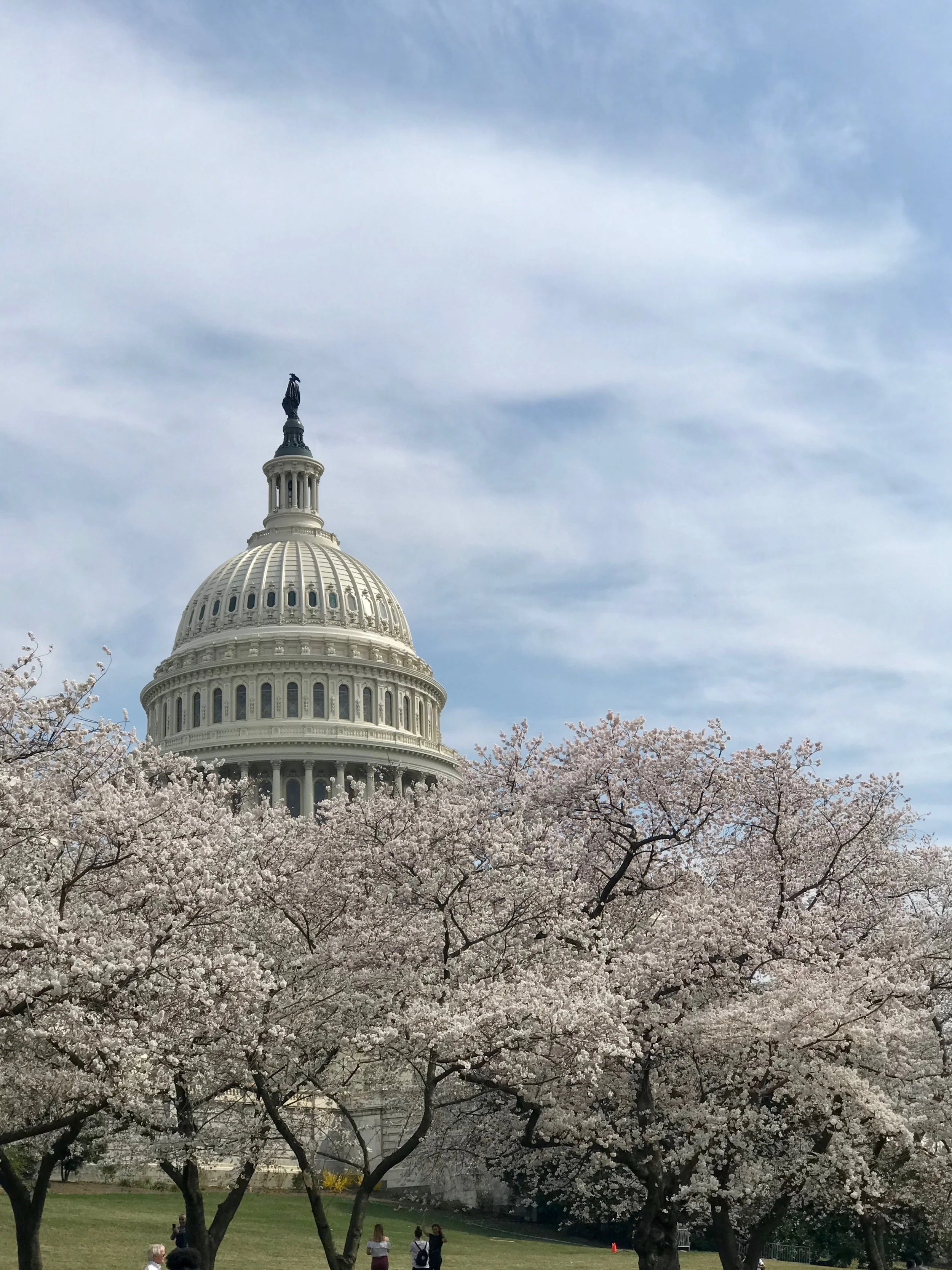 The United States Capitol building with cherry blossom trees in bloom in the foreground, under a partly cloudy sky.