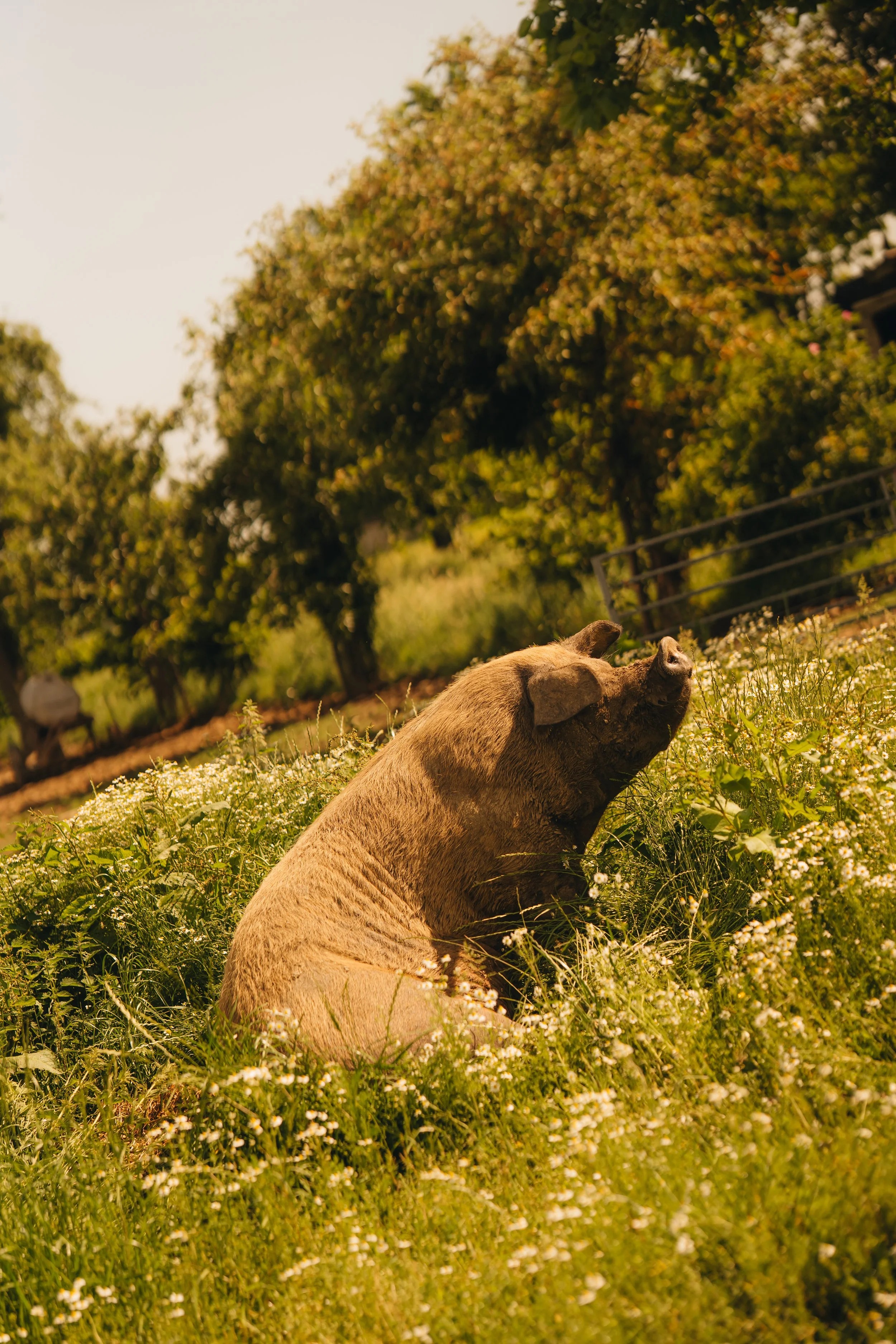sigy_kops_photography_hansvanwolden-11.jpg