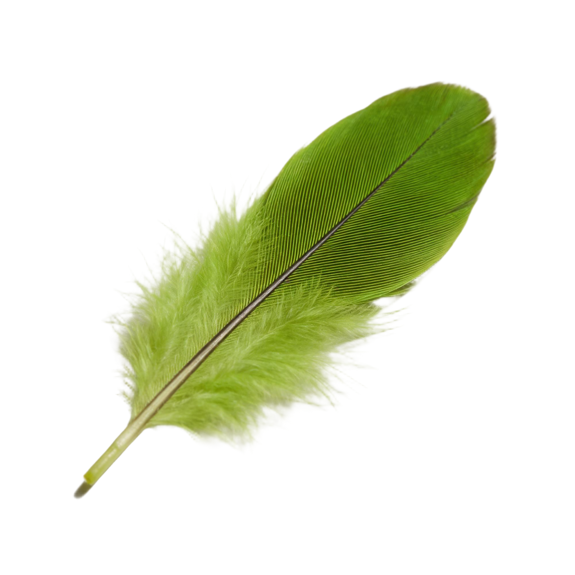 Close-up of a green feather with a mix of fluffy and smooth texture. The Green Cheeks Bamboo Toilet is as soft as a feather.