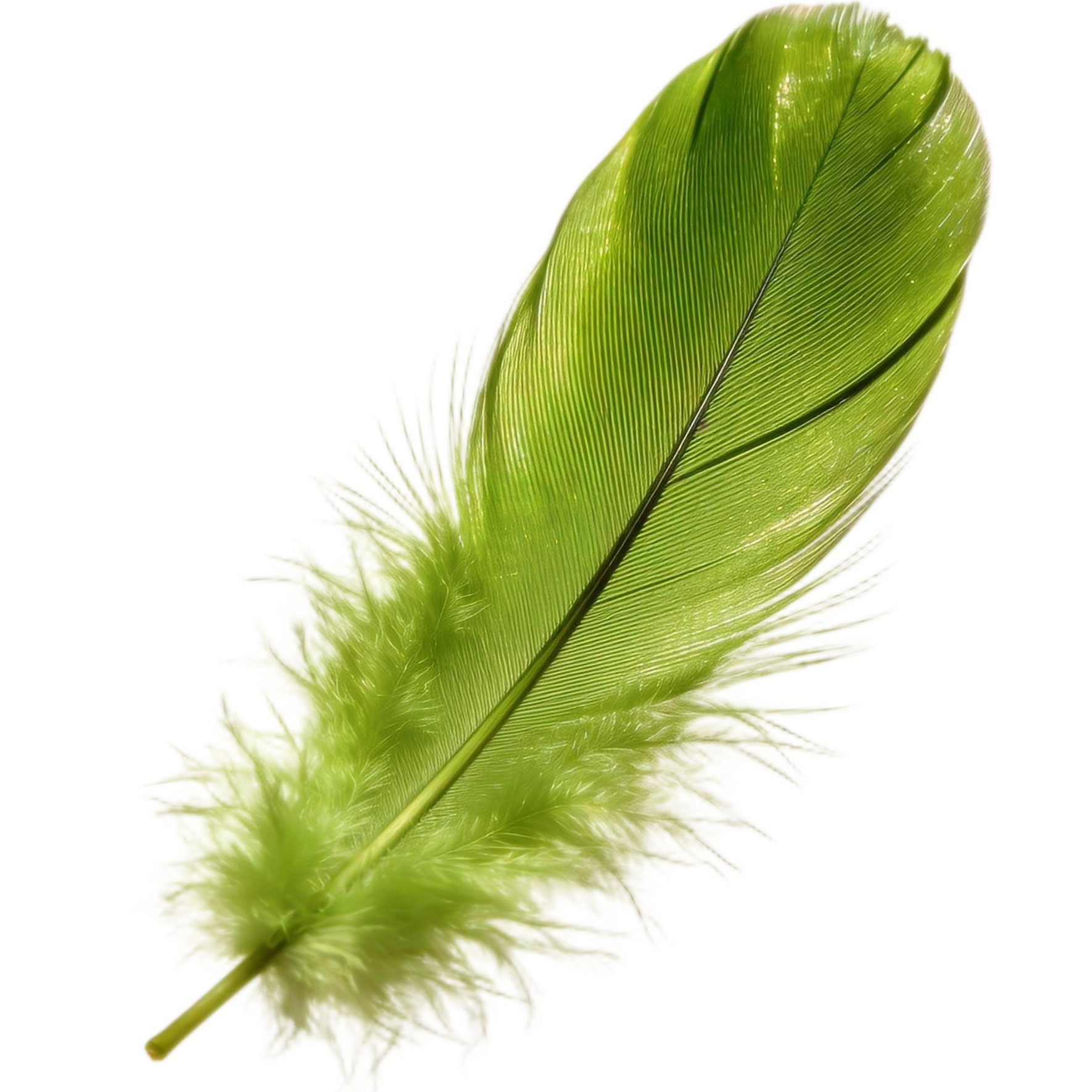 A feather with a green hue and intricate barbs, featuring a mix of green and white colors with a fluffy white base. The Green Cheeks Bamboo Toilet is as soft as a feather.