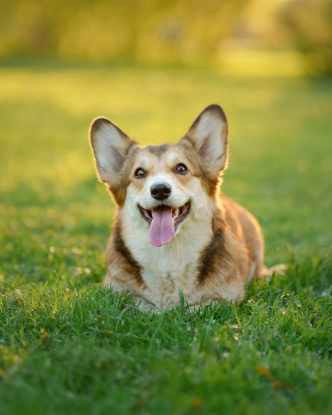 Holidays aren’t complete without your four-legged friends 🐾 That’s why Willowbrook welcomes up to two well-behaved dogs. We’ll provide everything they need - bowls, towels and even a doggy welcome bag - so they feel just as pampere