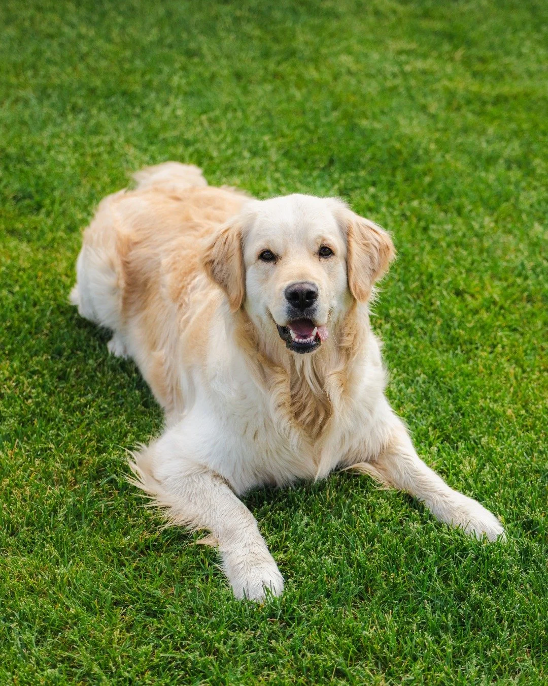 Holidays aren&rsquo;t complete without your four-legged friends 🐾 That&rsquo;s why Willowbrook welcomes up to two well-behaved dogs. We&rsquo;ll provide everything they need - bowls, towels and even a doggy welcome bag - so they feel just as pampere