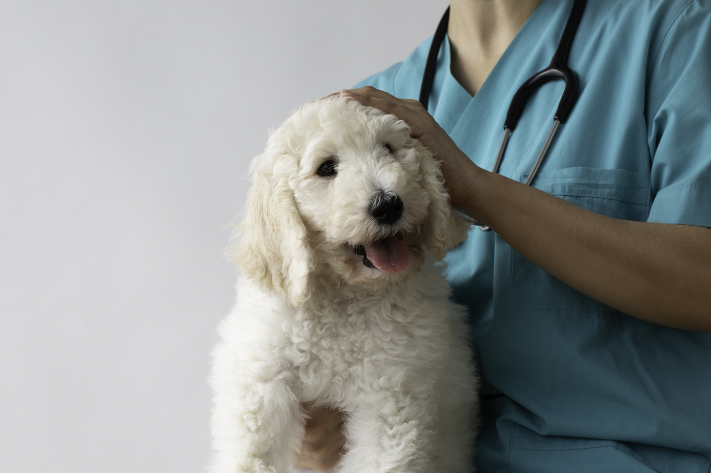 MEIDÄN ELÄINSÄÄTIÖN OMISTAMA KLINIKKA PERUSTETTU