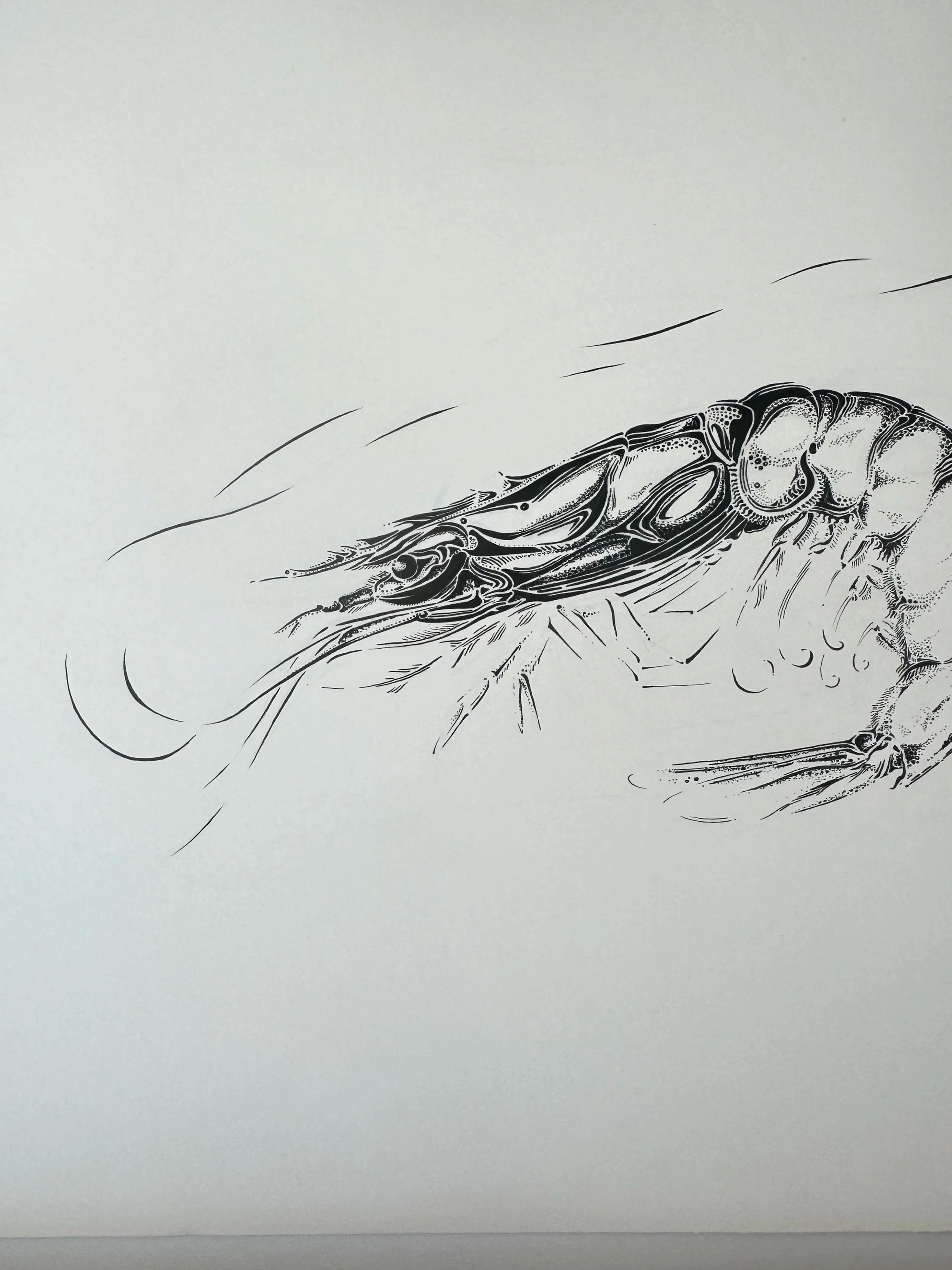 fiona-suarez-last-one-pen-ink-detail.jpg
