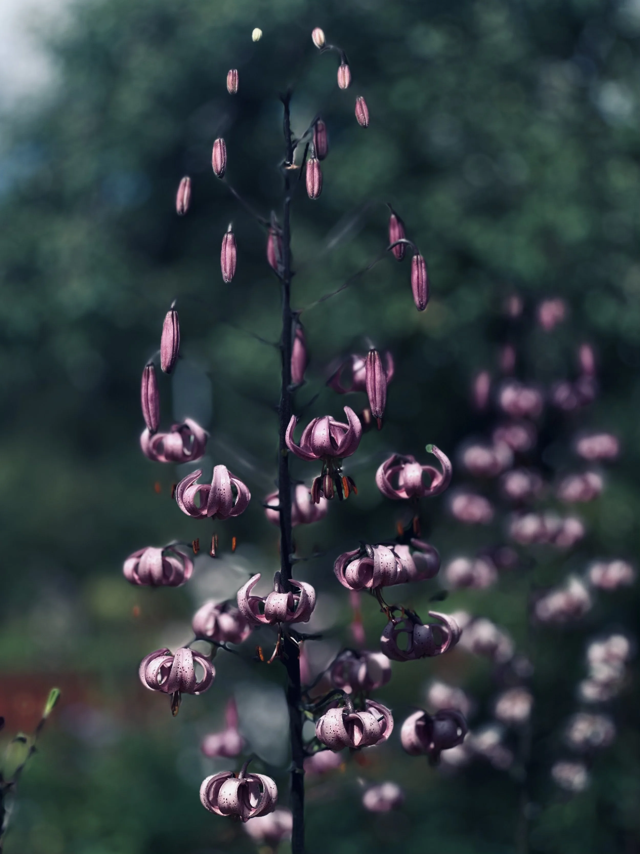 Livet och Döden och Jag