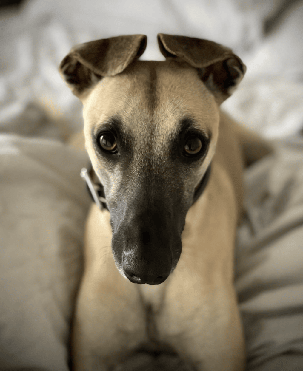 Close-up of a tan dog with black markings on its face, lying on a soft, white surface, looking directly at the camera.