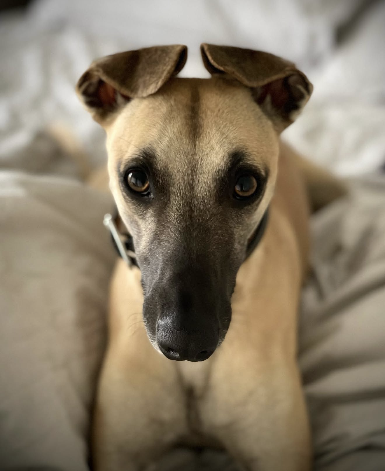 A tan and black greyhound dog with a black collar, lying on a bed with white bedding, looking directly at the camera.