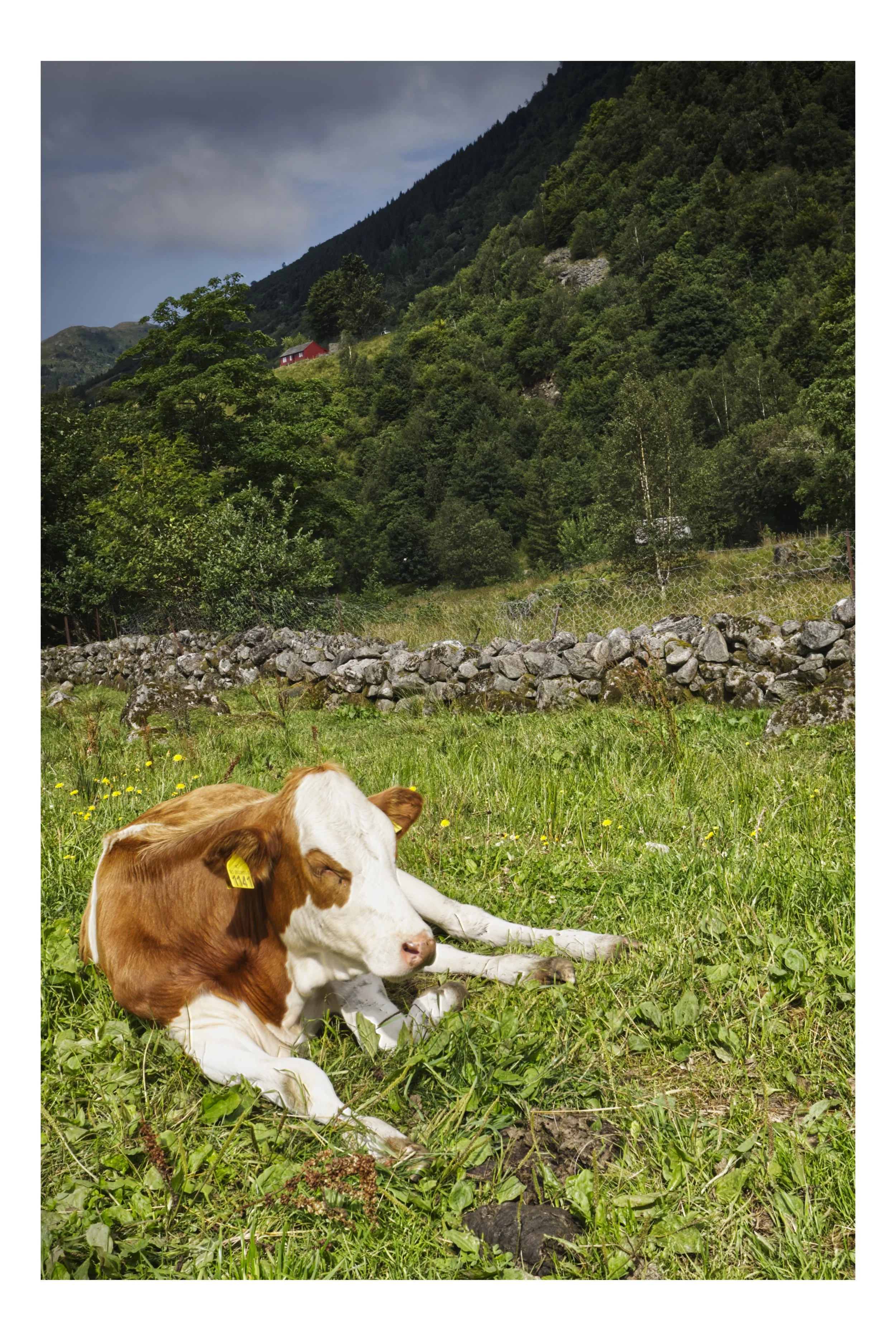 cow.jpg