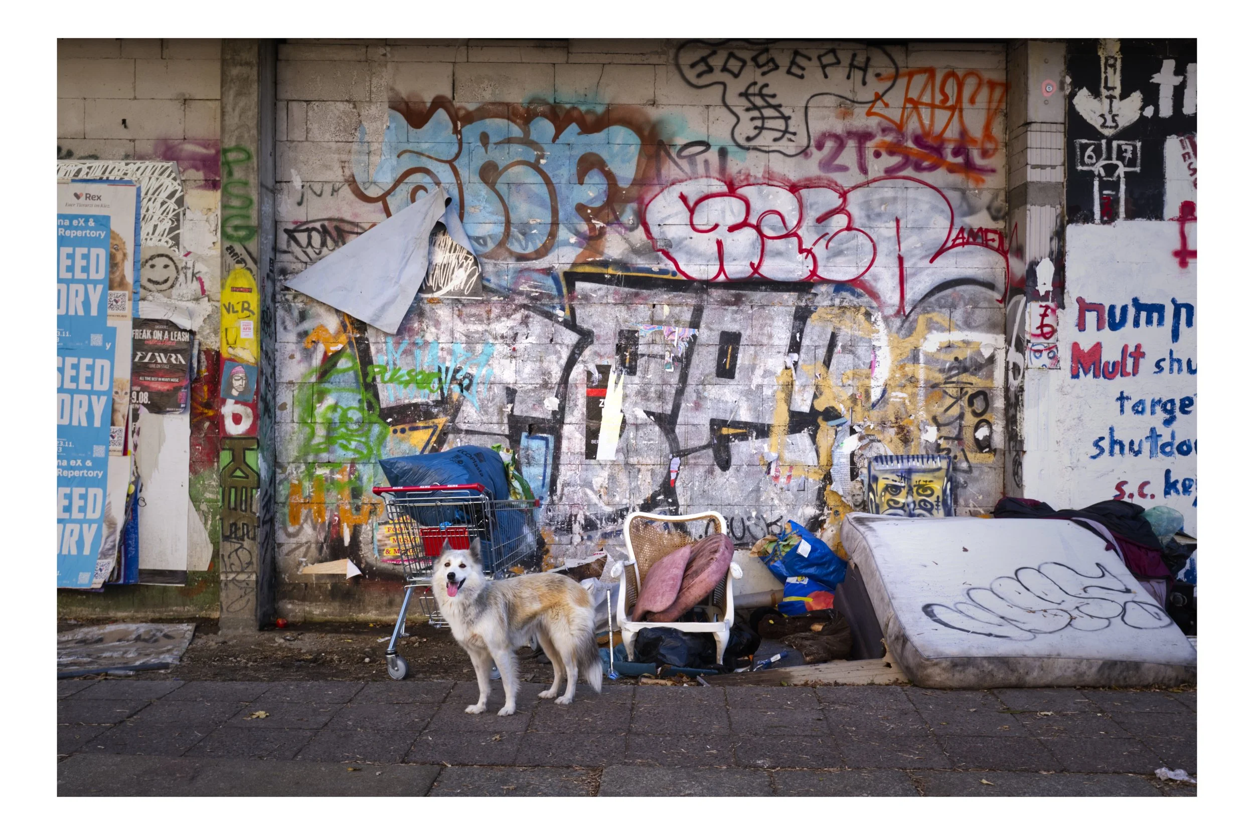 dog kreuzberg.jpg