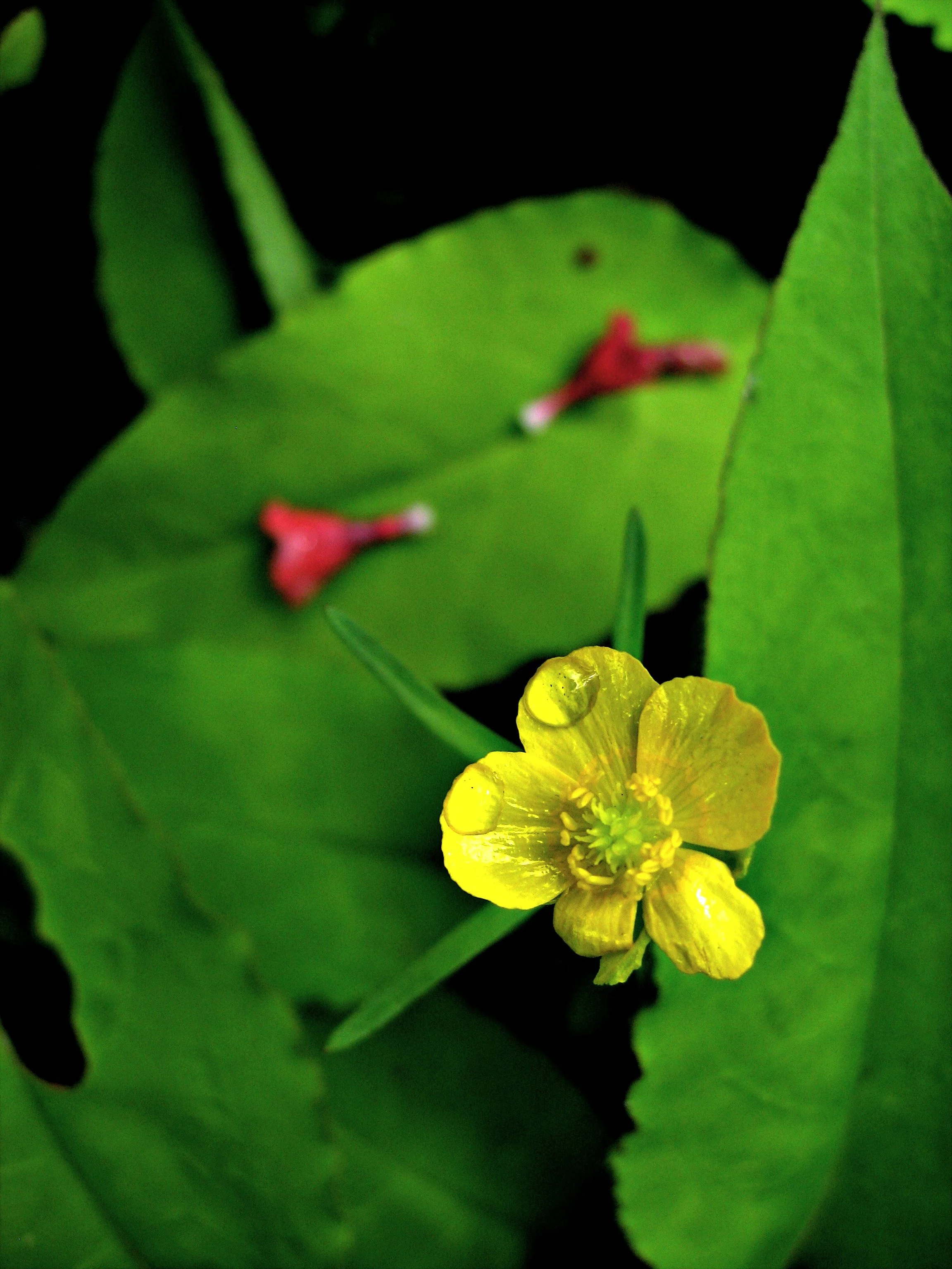 blomsts.jpg