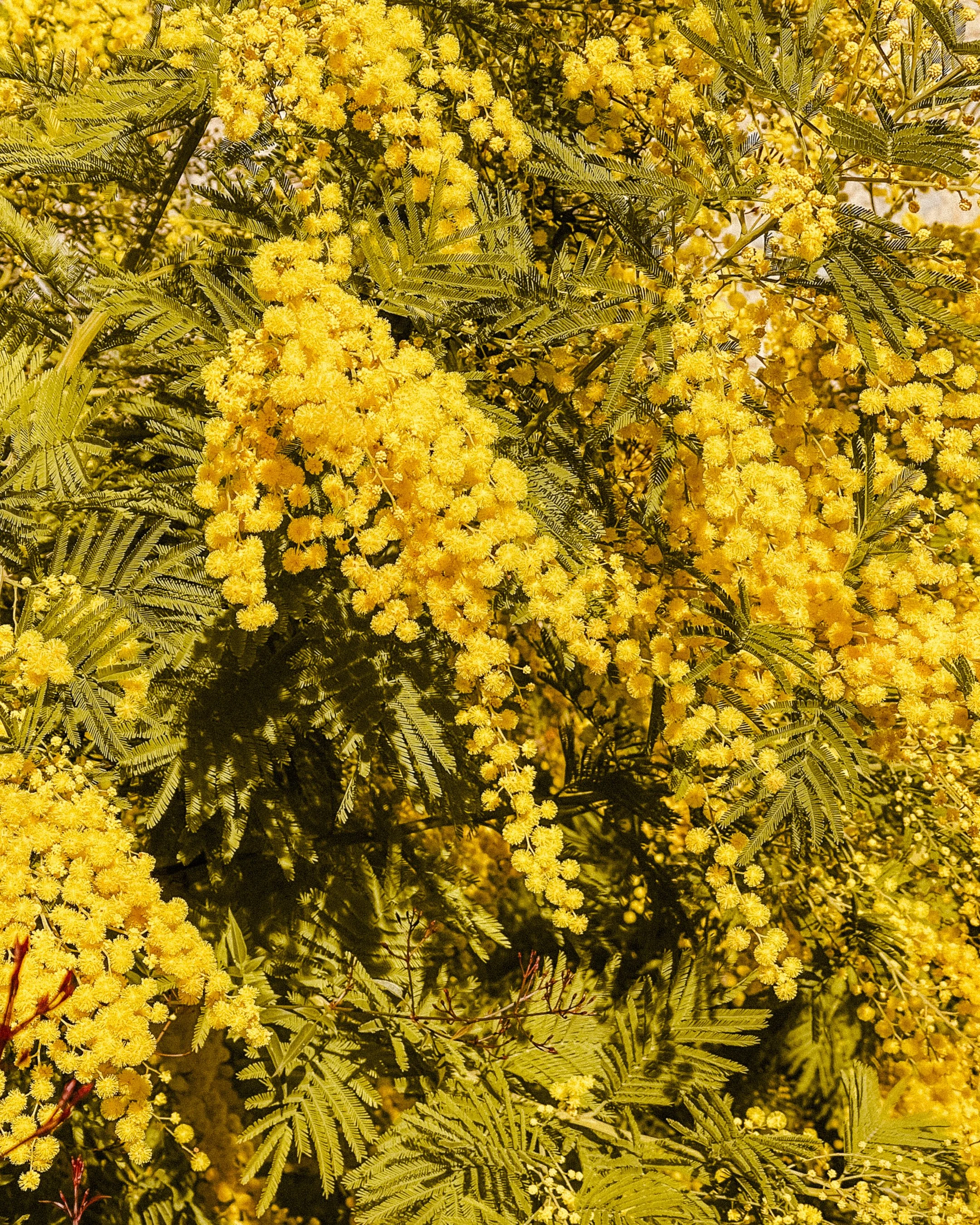 Close-up of yellow mimosa flowers with feathery green leaves.