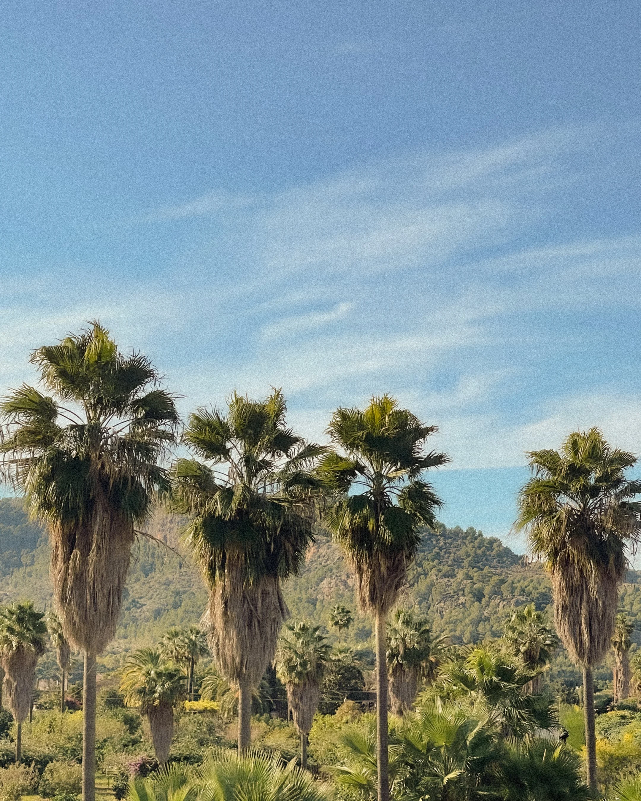 A landscape with tall palm trees against a hillside and a blue sky with wispy clouds.