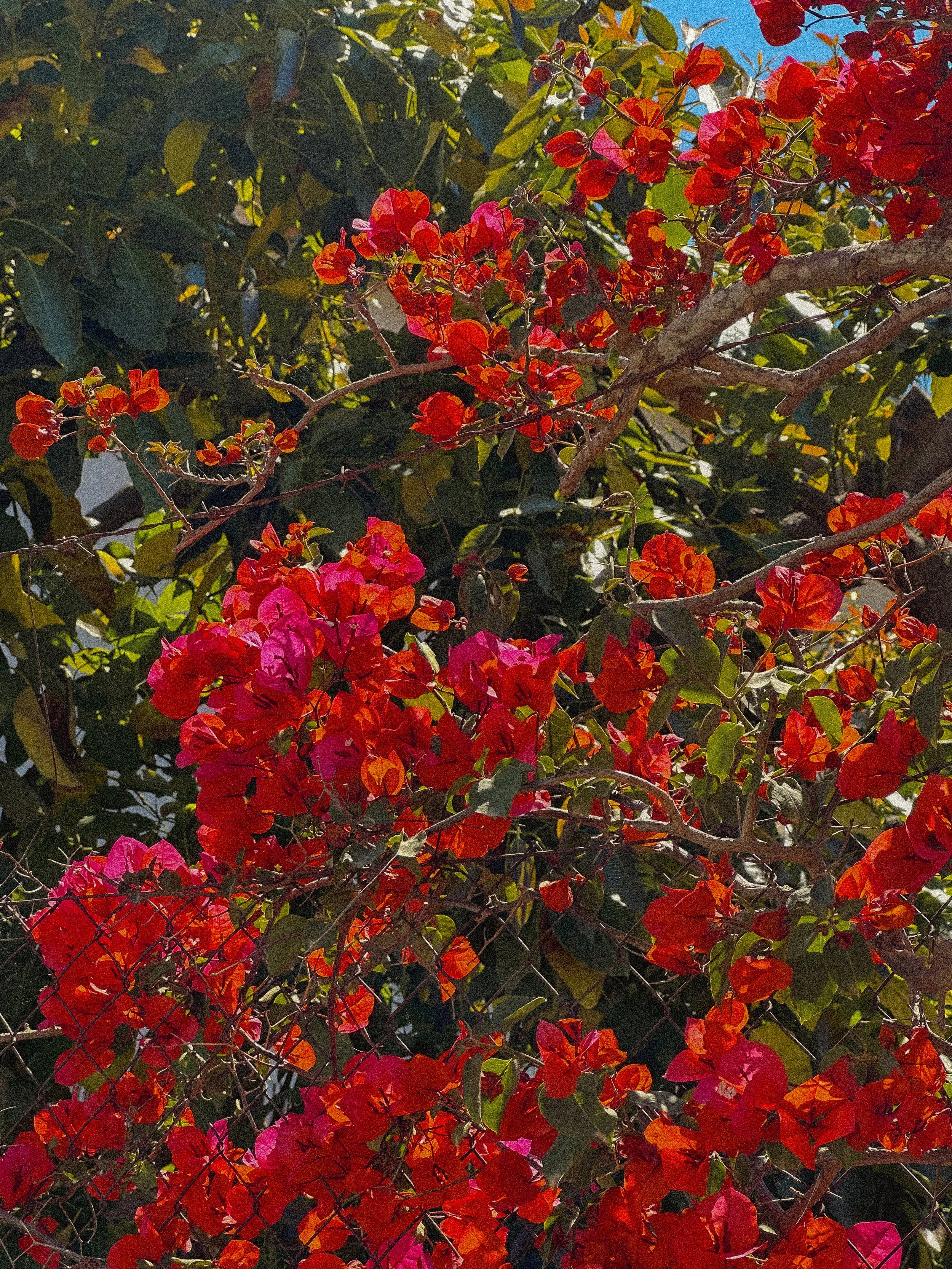 Close-up of bright red and pink bougainvillea flowers amidst green leaves and branches, with a blue sky background.