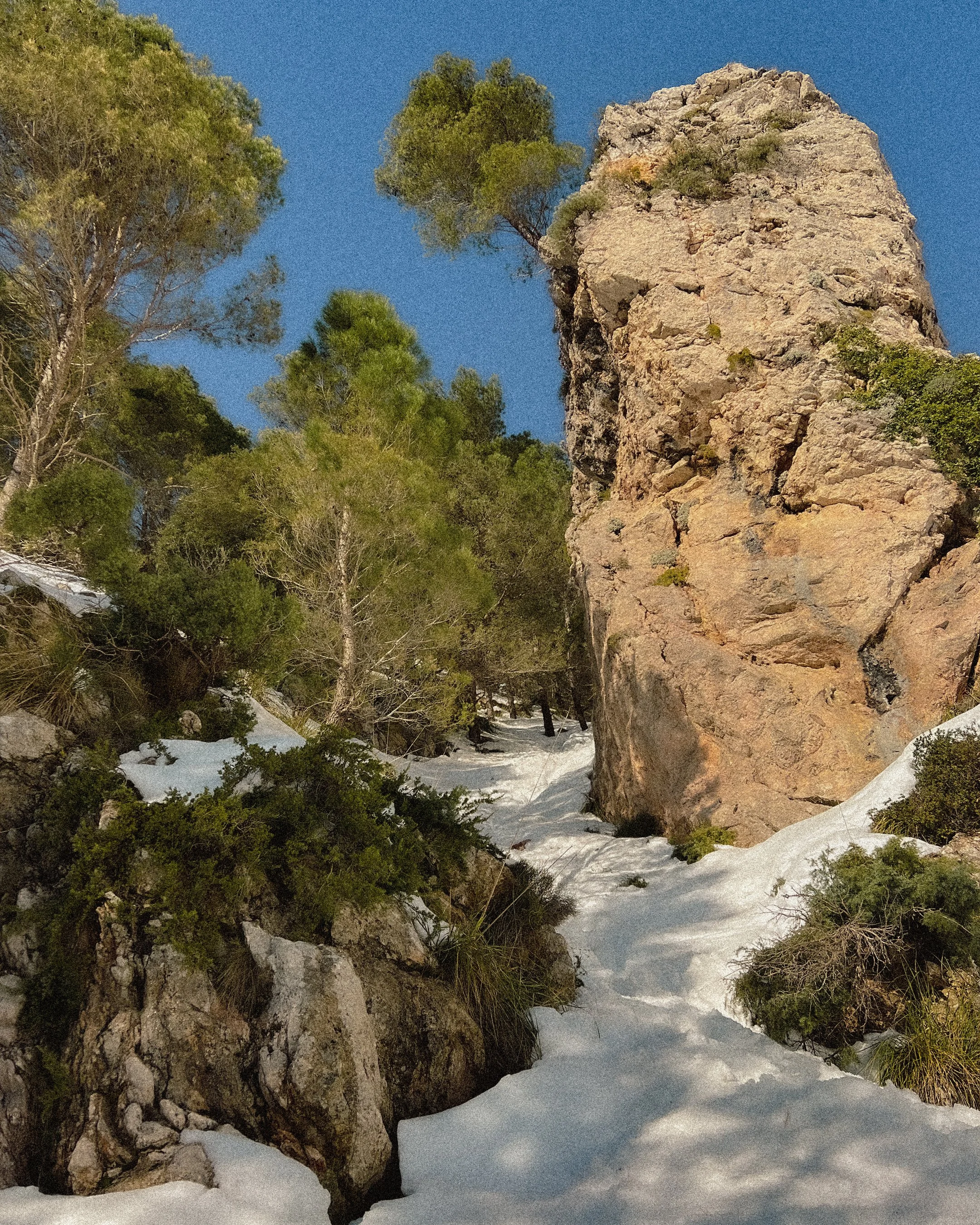 Snow-covered mountain trail with rocks and tall pine trees under a clear blue sky.