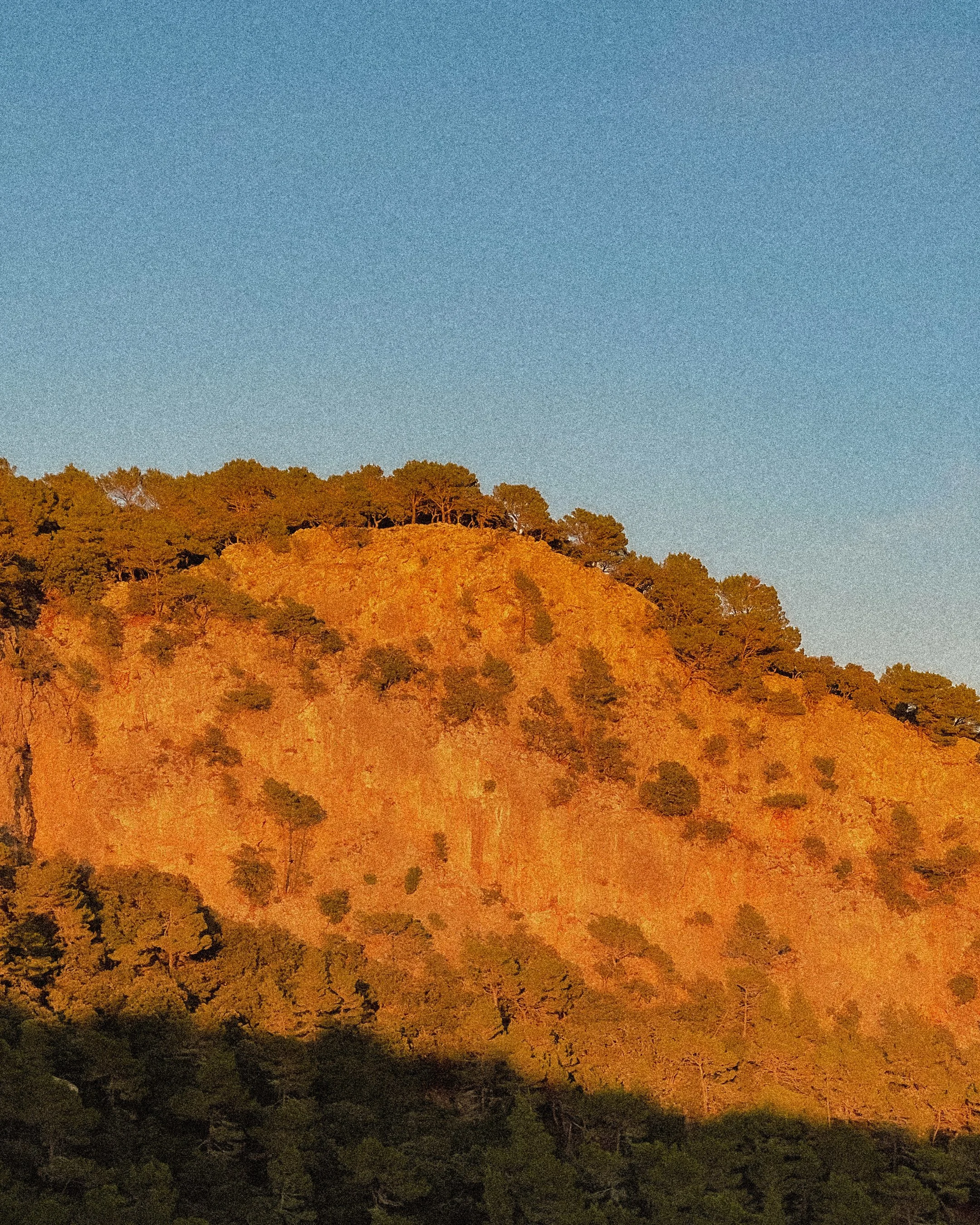 Sunlit hill with sparse trees against a blue sky