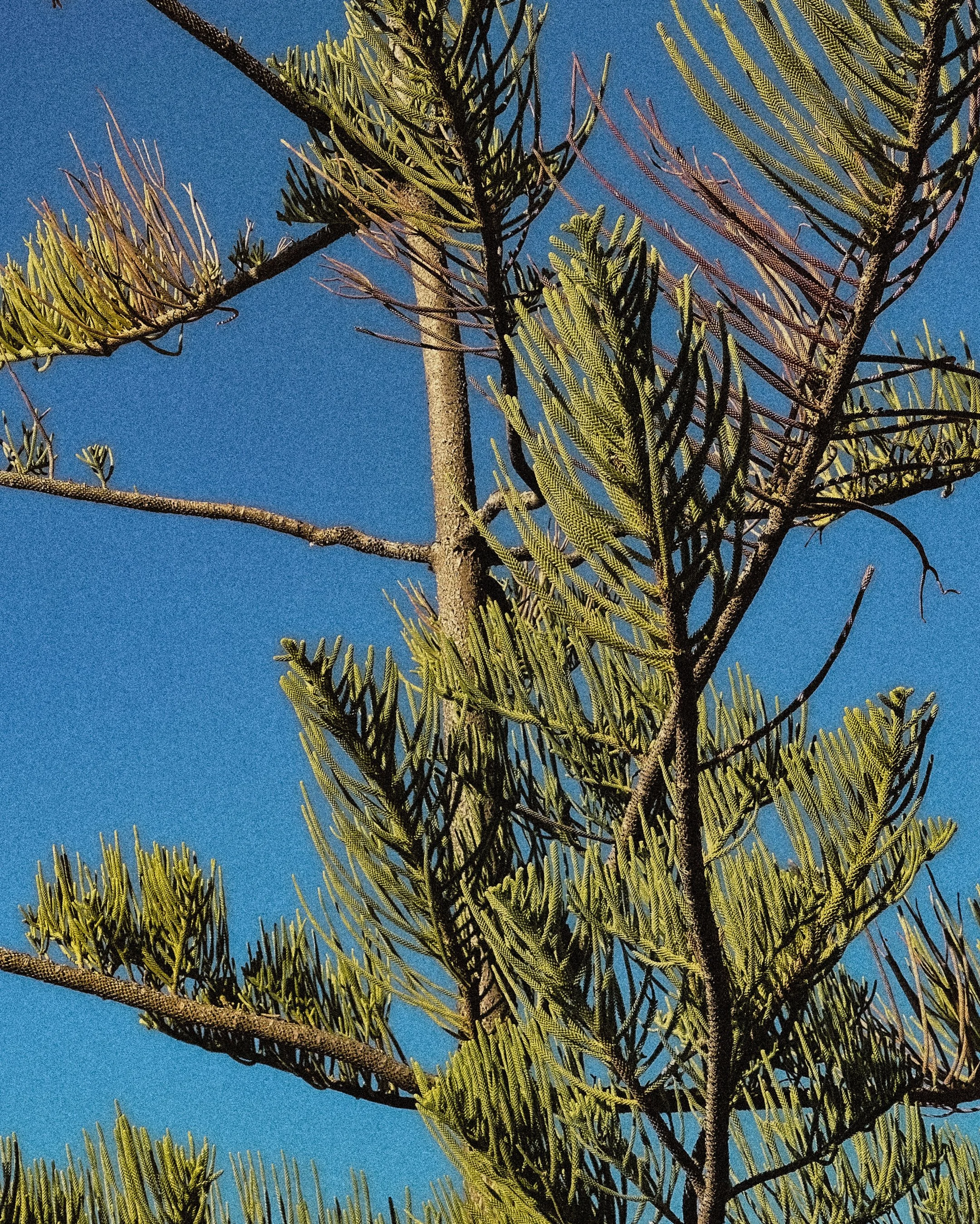 Close-up of pine tree branches with green needles against a clear blue sky.