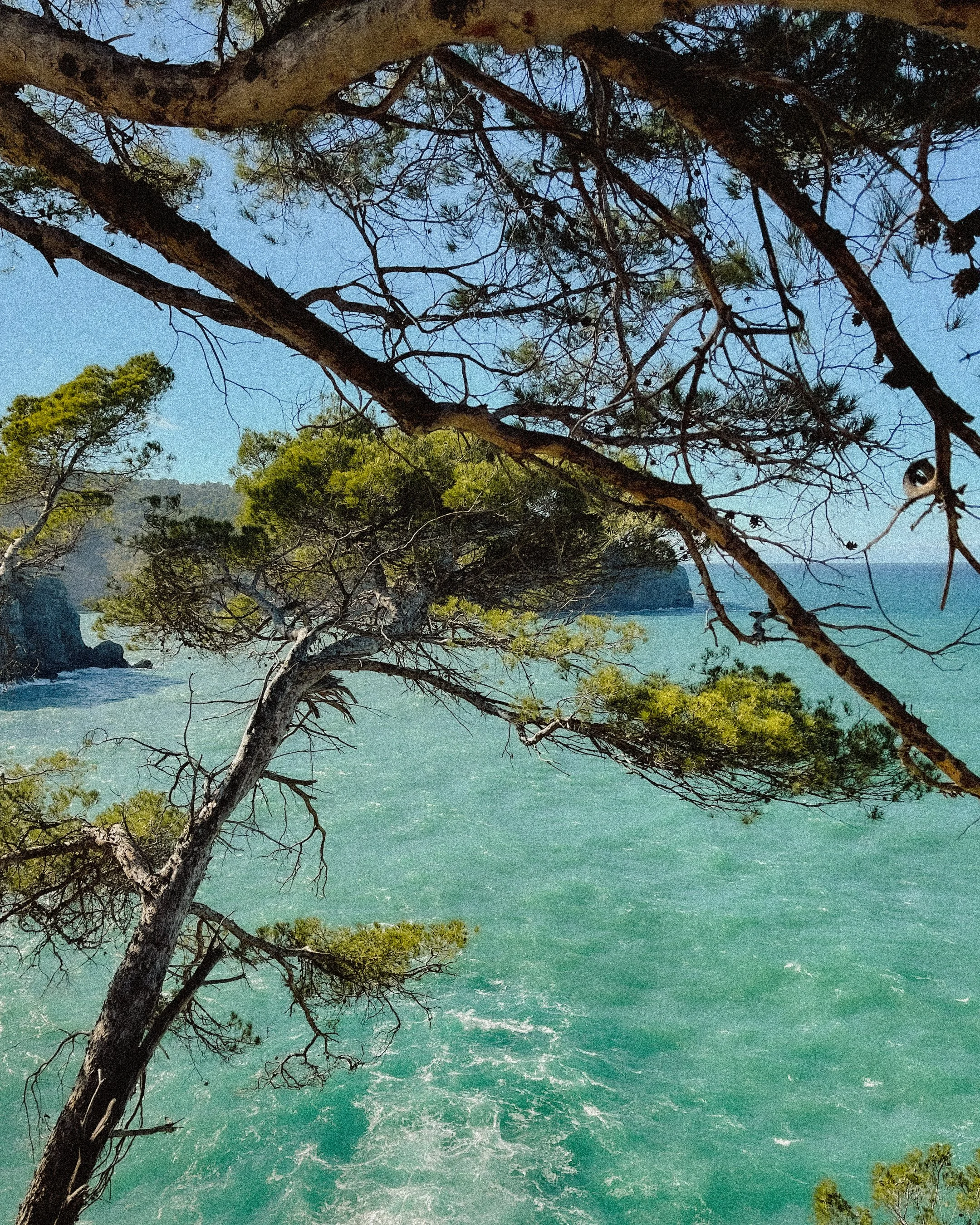 A coastal scene with tall trees with green foliage overhanging turquoise water and distant rocky cliffs under a blue sky.