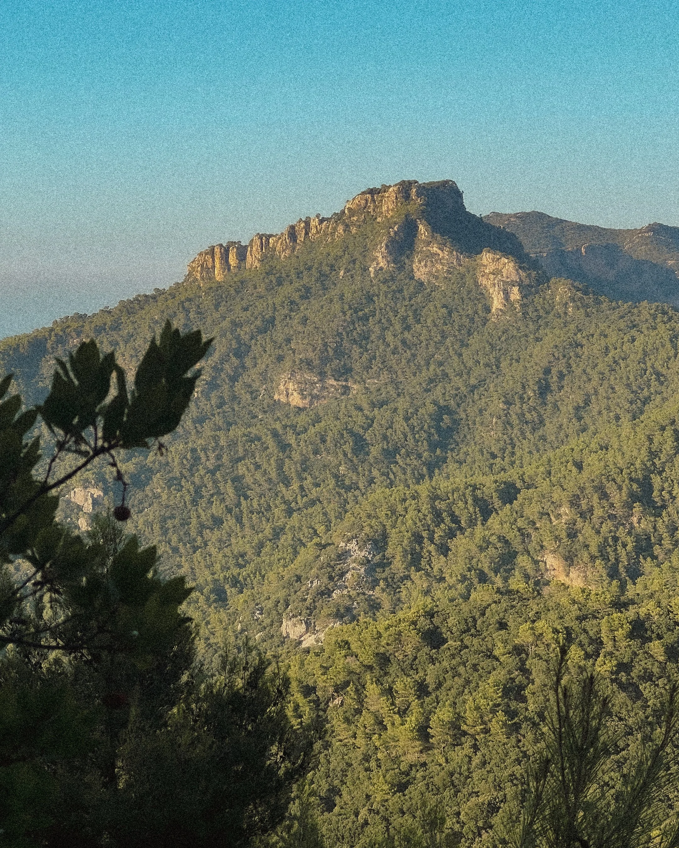 A mountain covered in trees with a clear blue sky above.