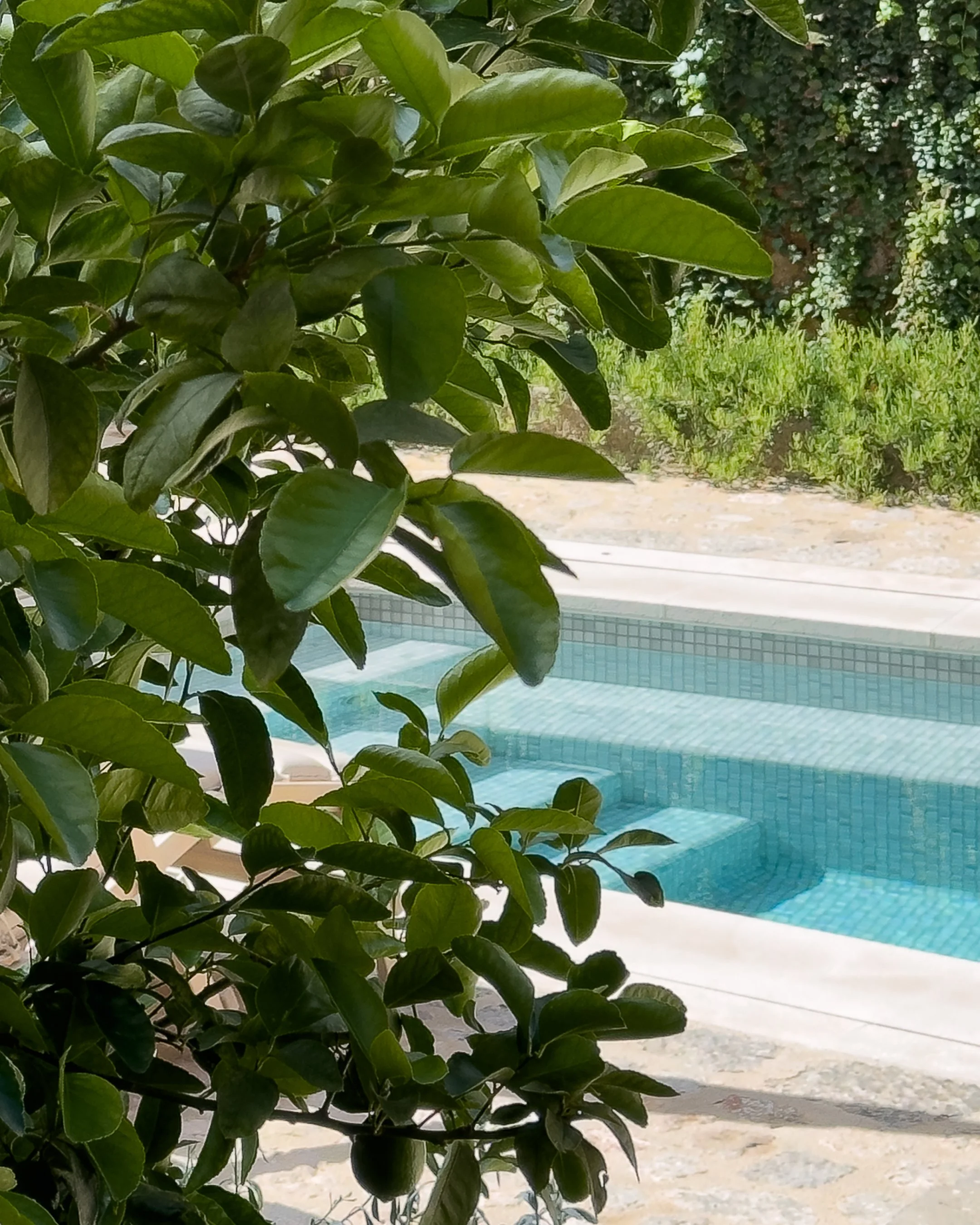 Green leafy plant in the foreground with a swimming pool and greenery in the background.