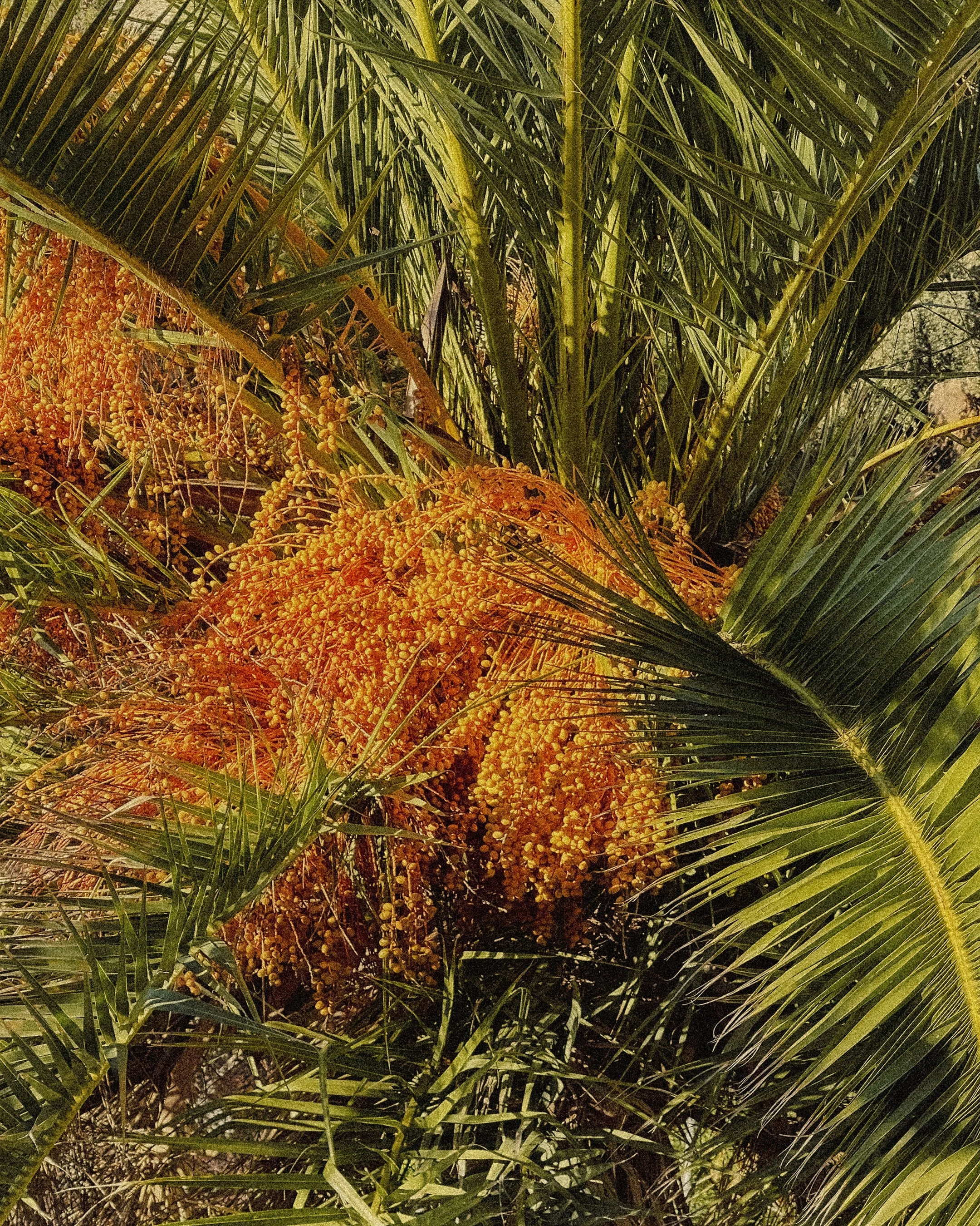 Close-up of a palm tree with bright orange clusters of fruit or flowers among green fronds.