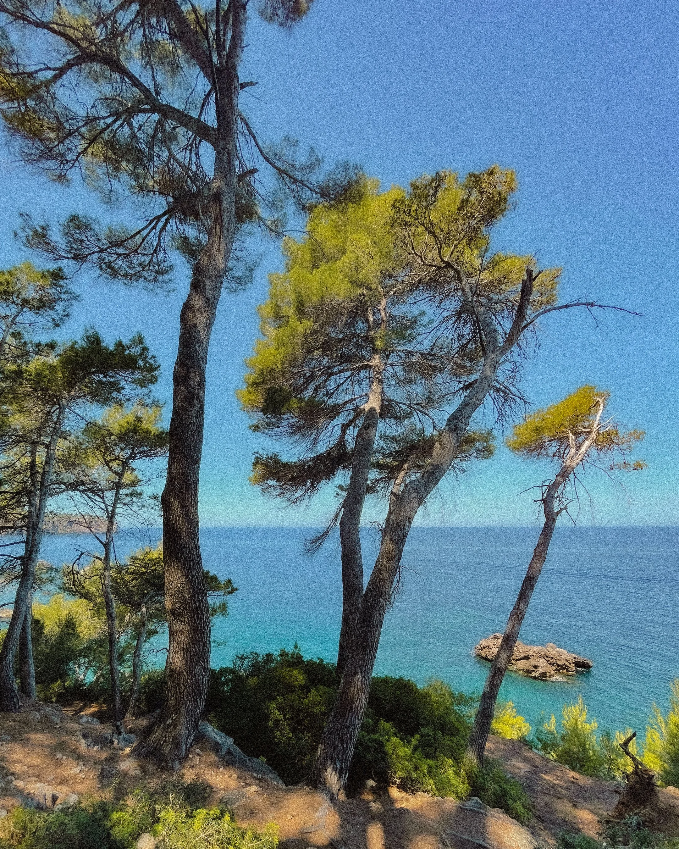 Tall pine trees on a rocky coastline with a small rocky island in the ocean and a clear blue sky.