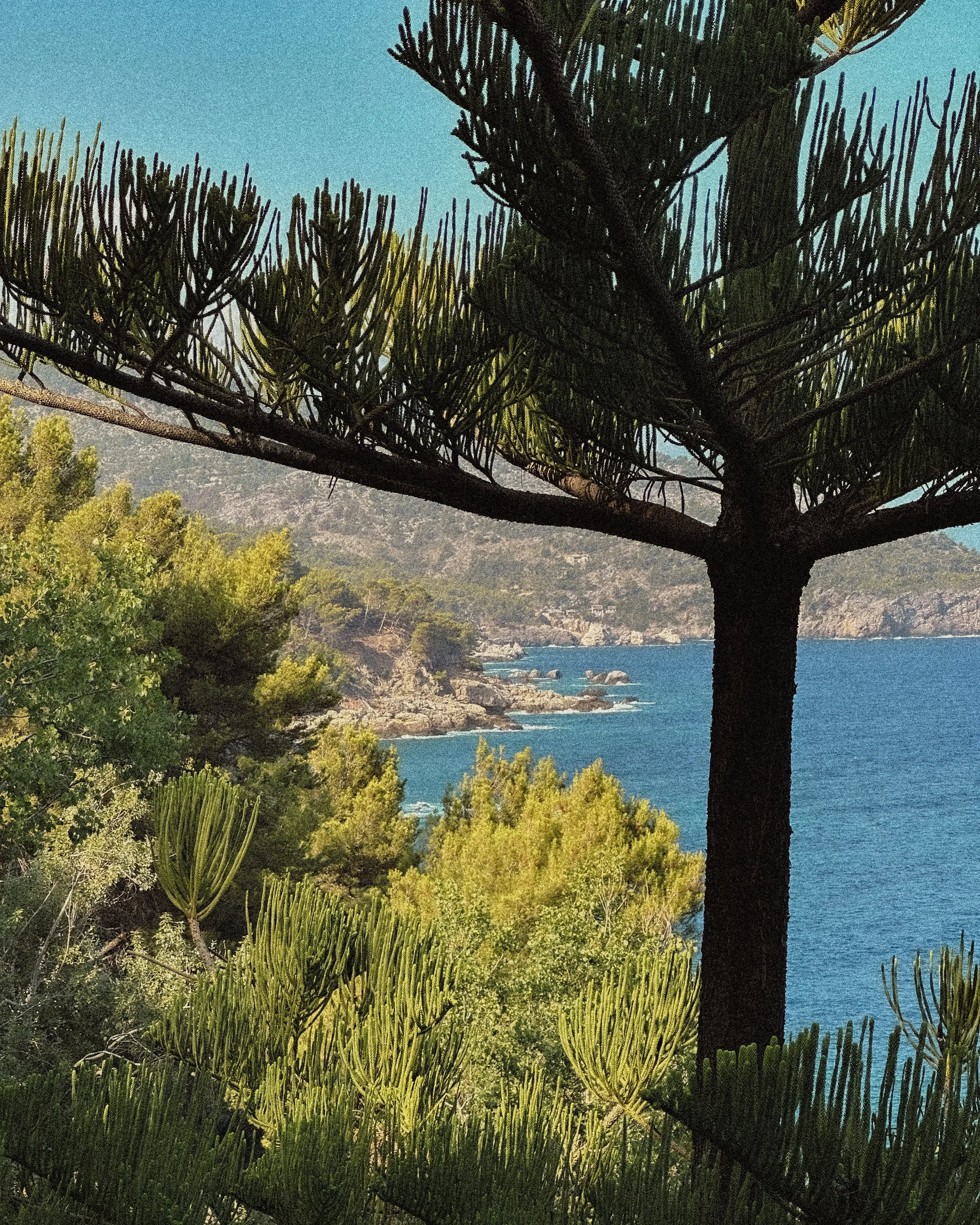 View of a coastal landscape with trees and shrubs in the foreground, rocky shoreline in the middle, and the ocean with hills in the background.