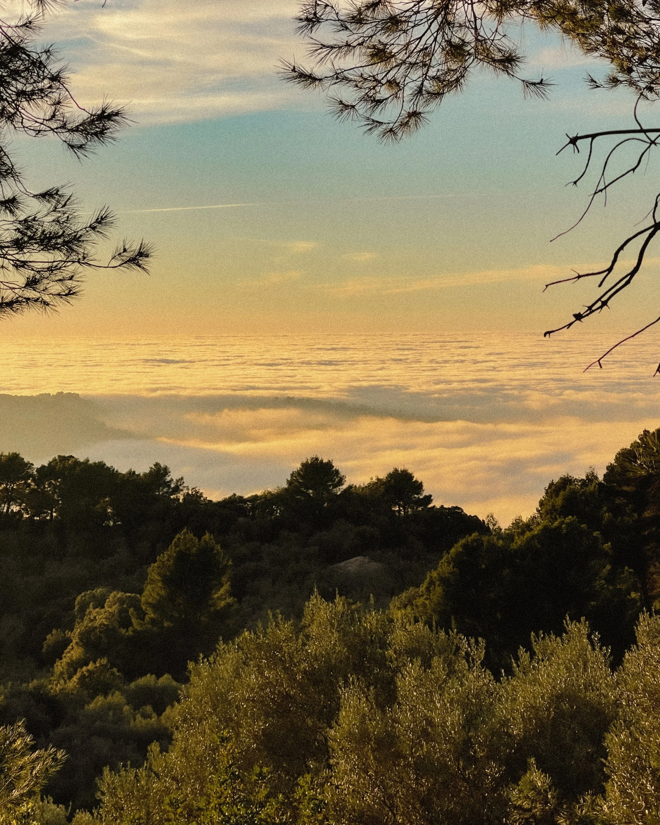 A scenic view of a mountain landscape with a layer of clouds and fog, trees in the foreground, and a sky with light clouds at sunset.