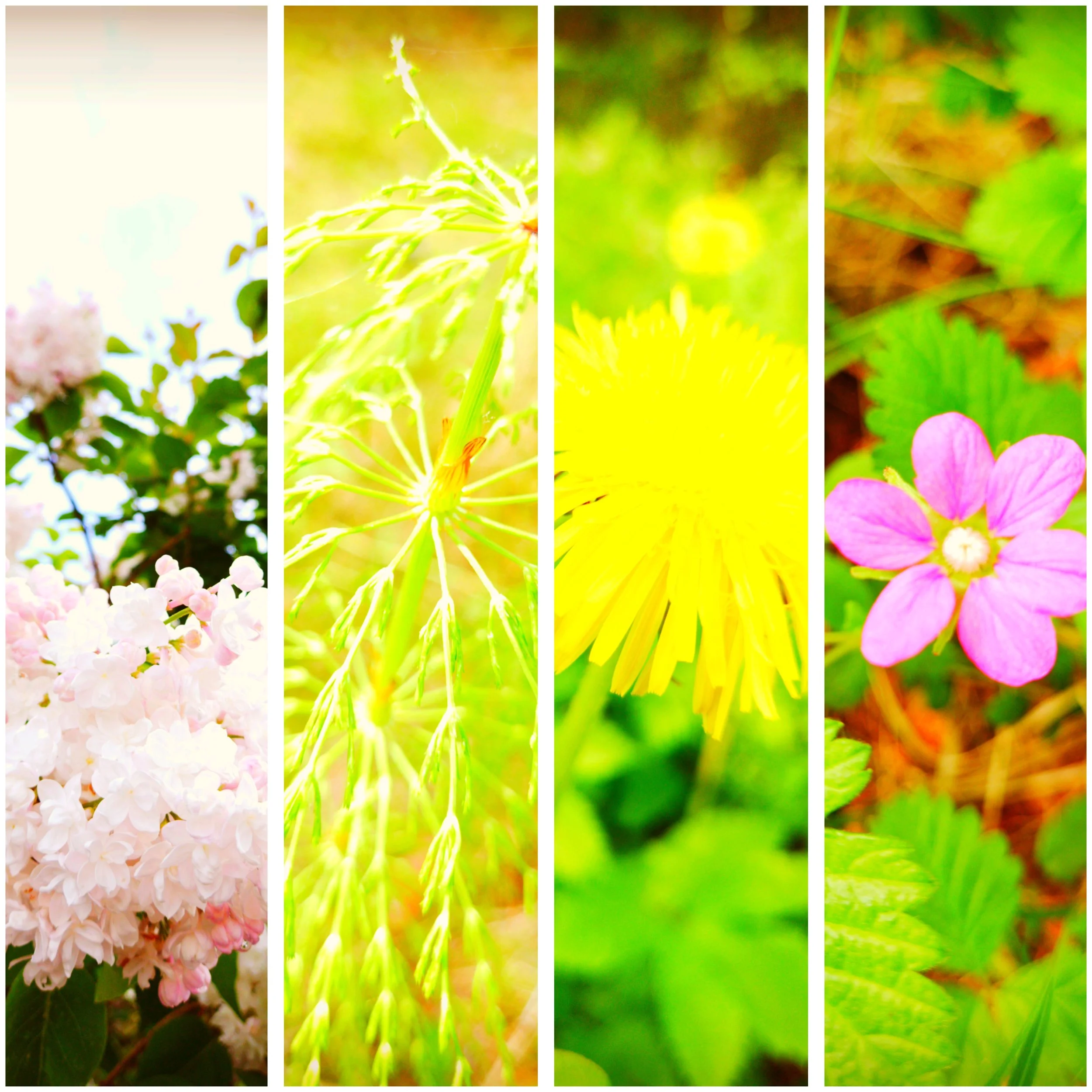 Collage of five close-up images of different flowers and plants in various shades of green, pink, and yellow.
