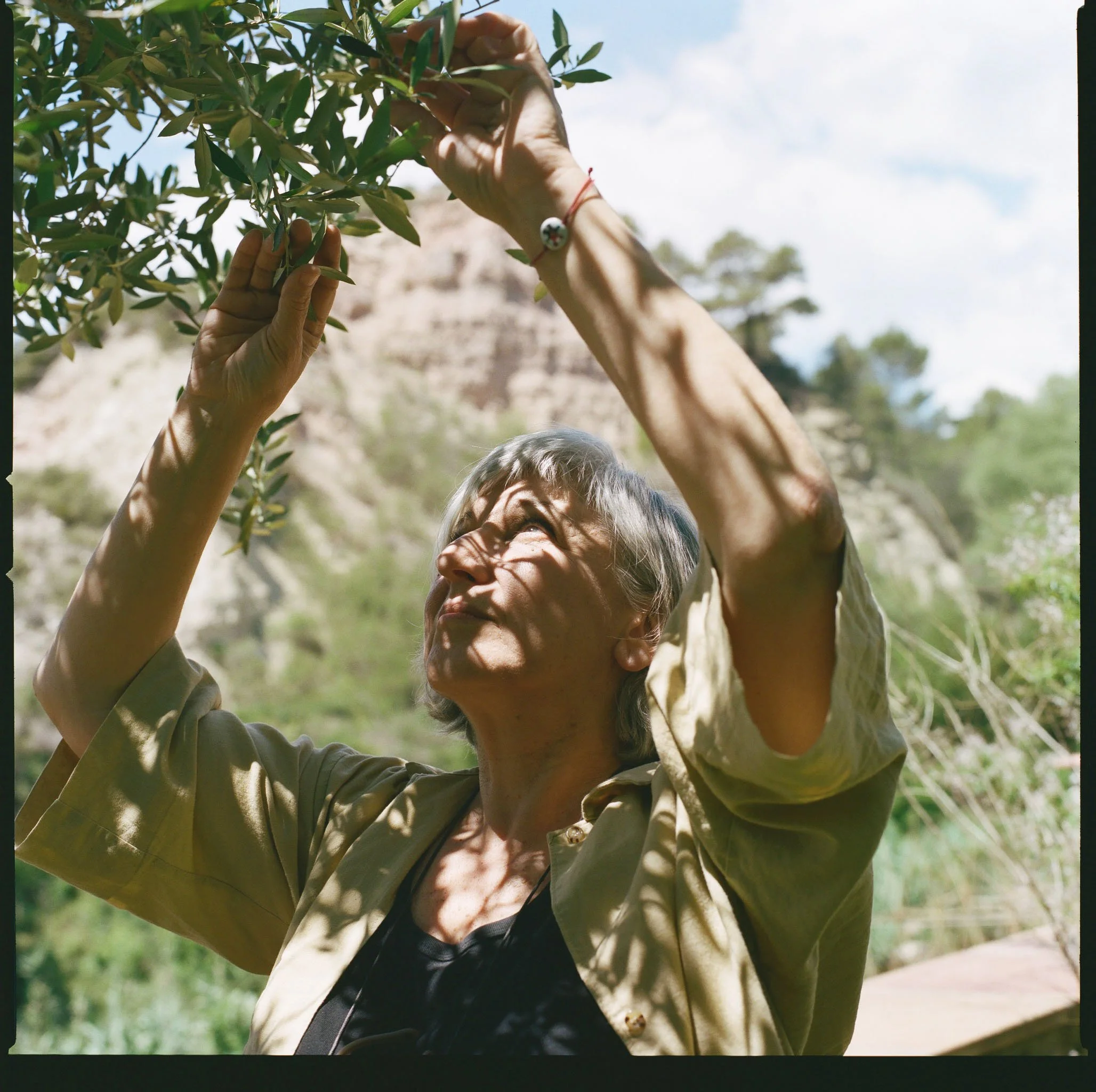Elderly woman with gray hair reaching up to pick leaves from a bush, with trees and rocky hills in the background, sunlight casting shadows through the leaves.
