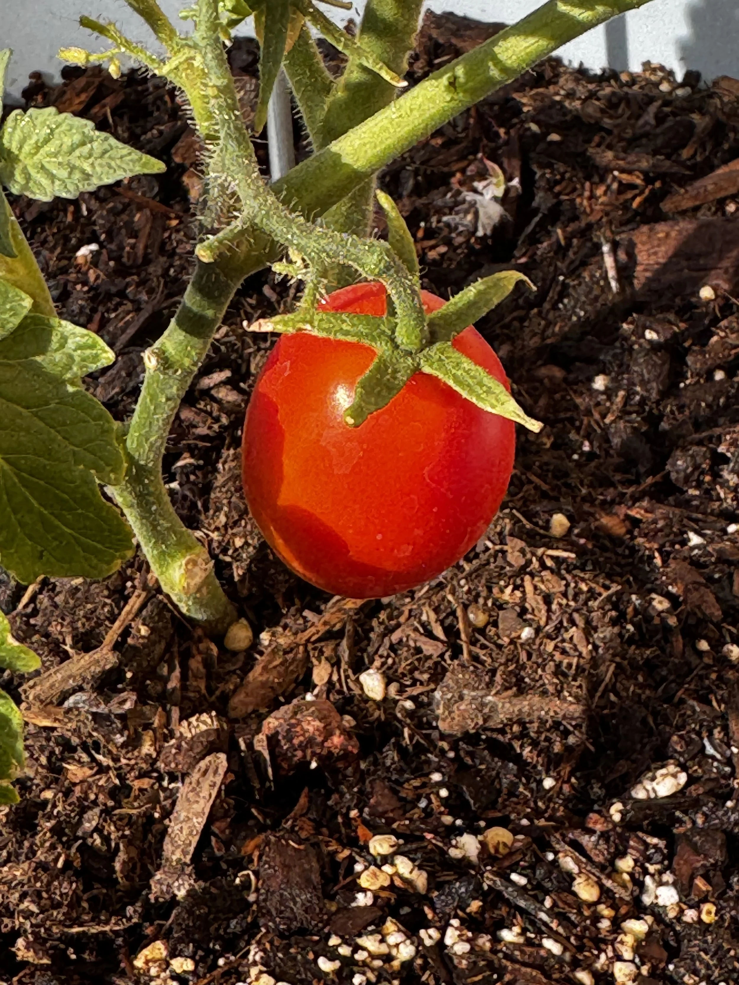 Roma Tomato