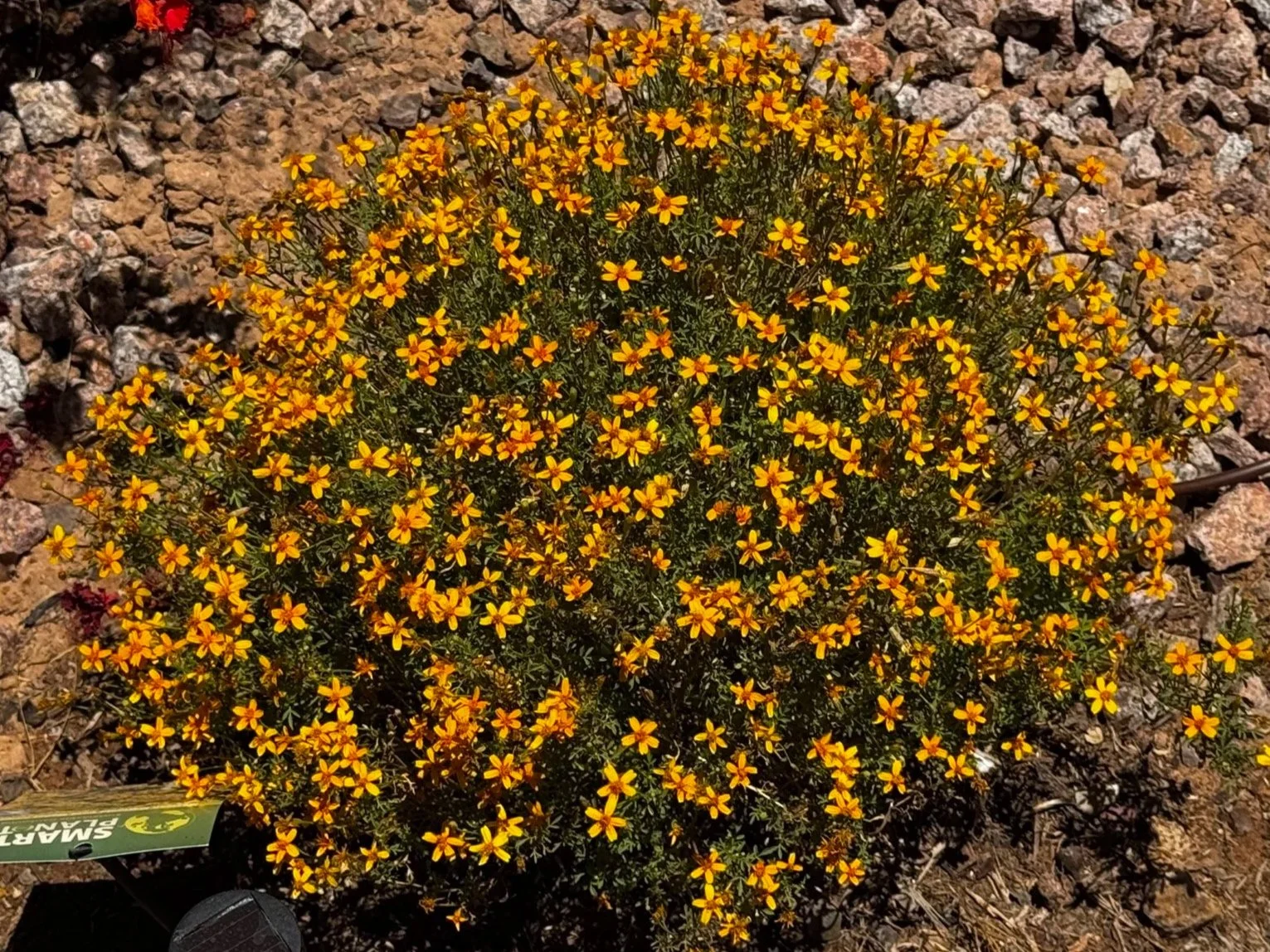 Mexican Marigold