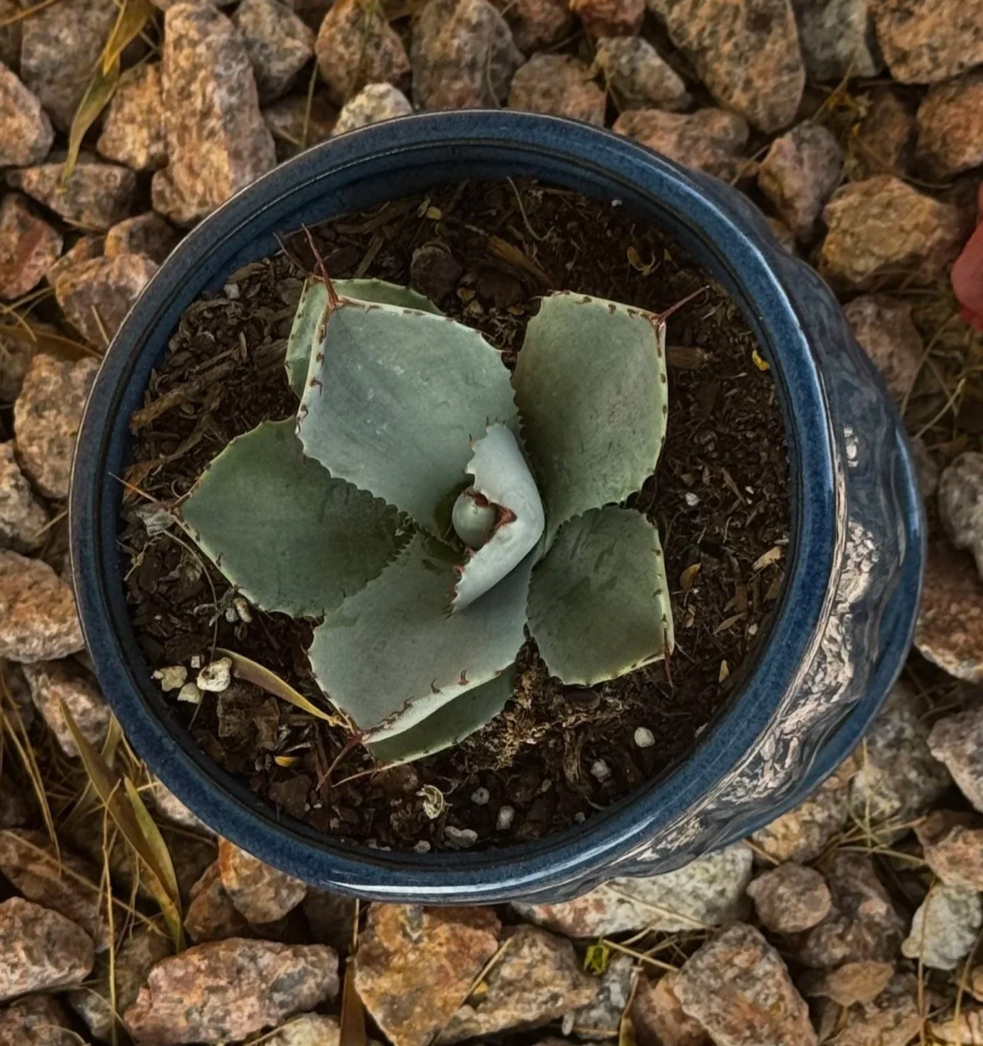Agave