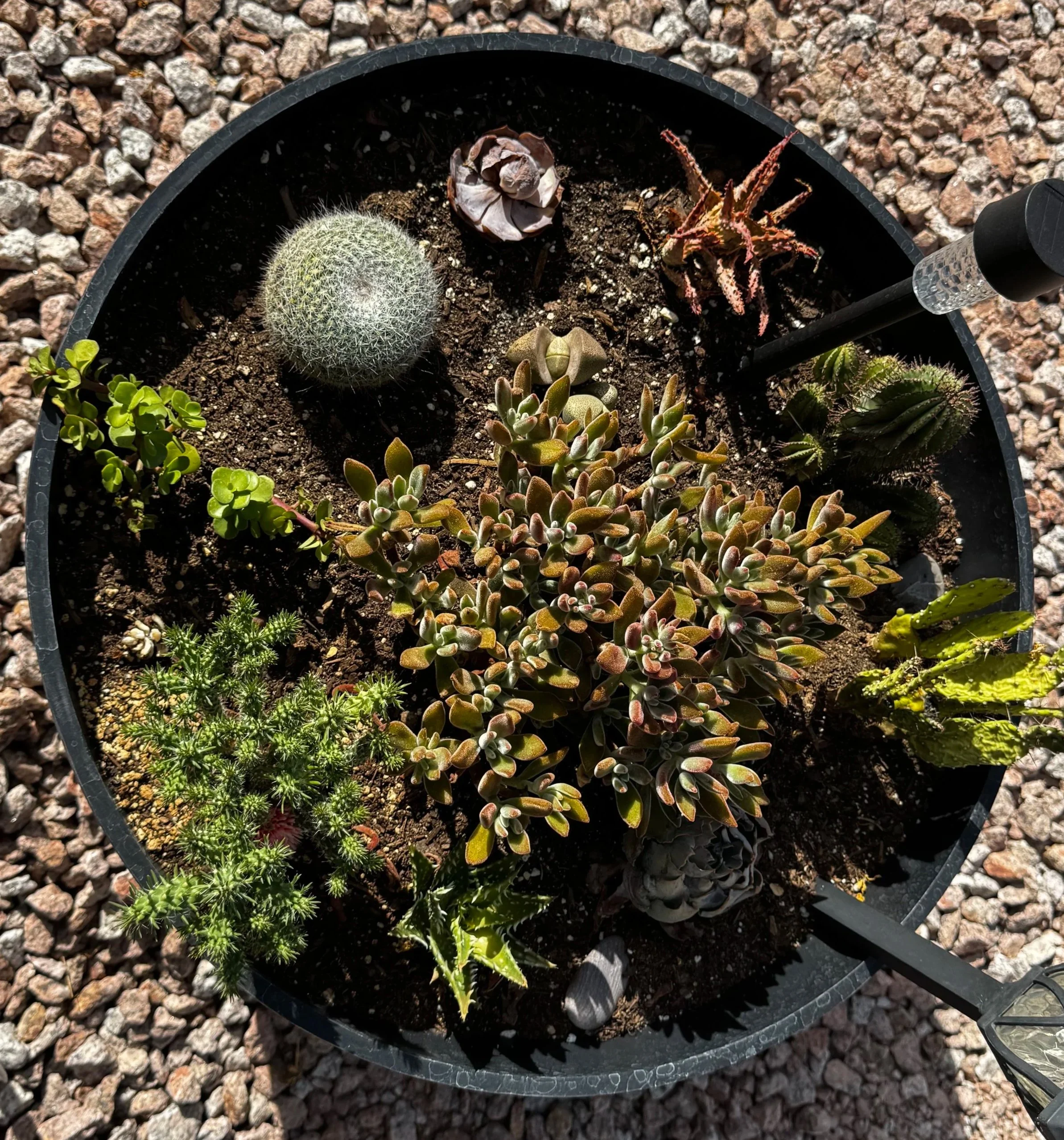 Succulent Barrel