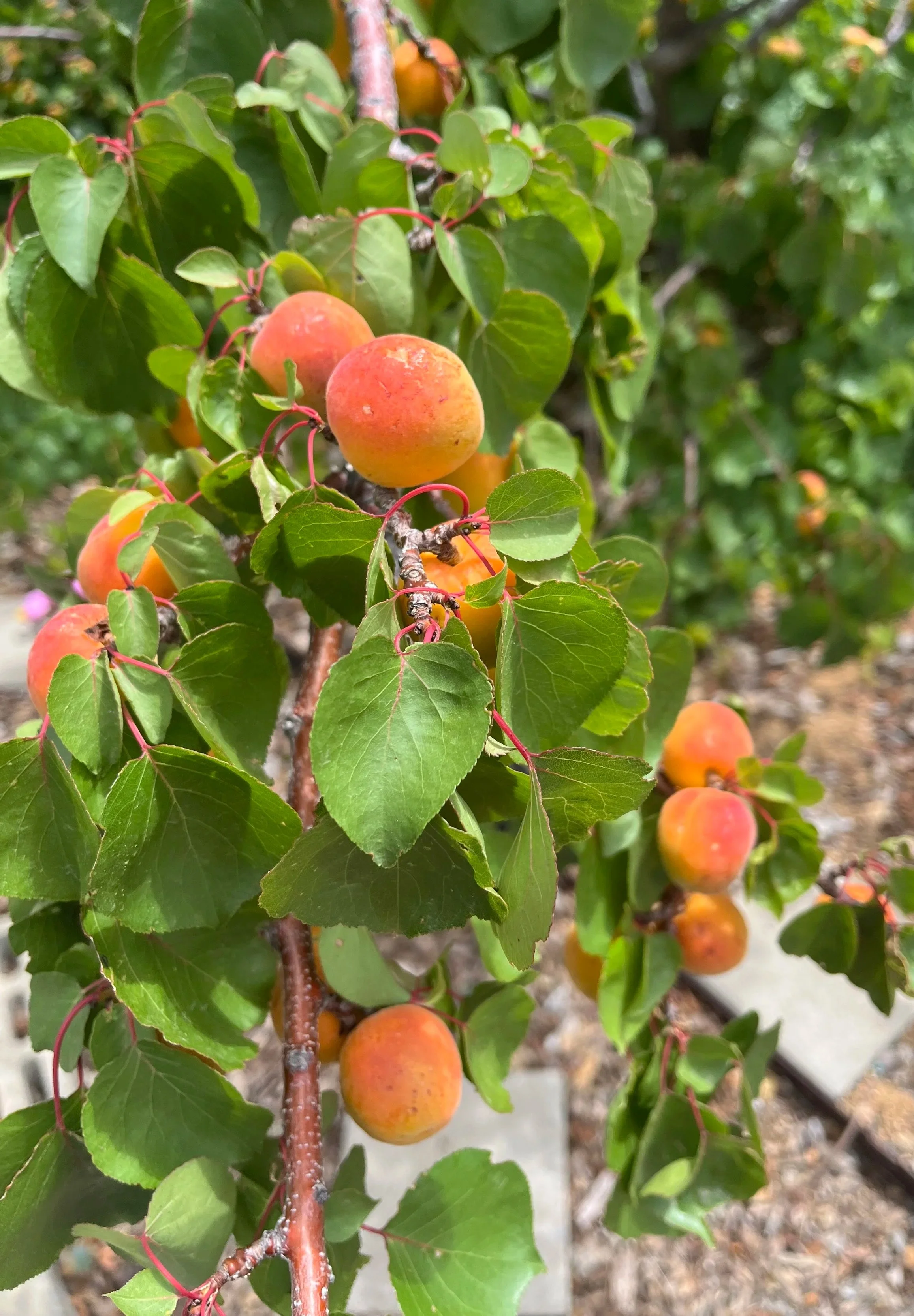 Apricot Tree
