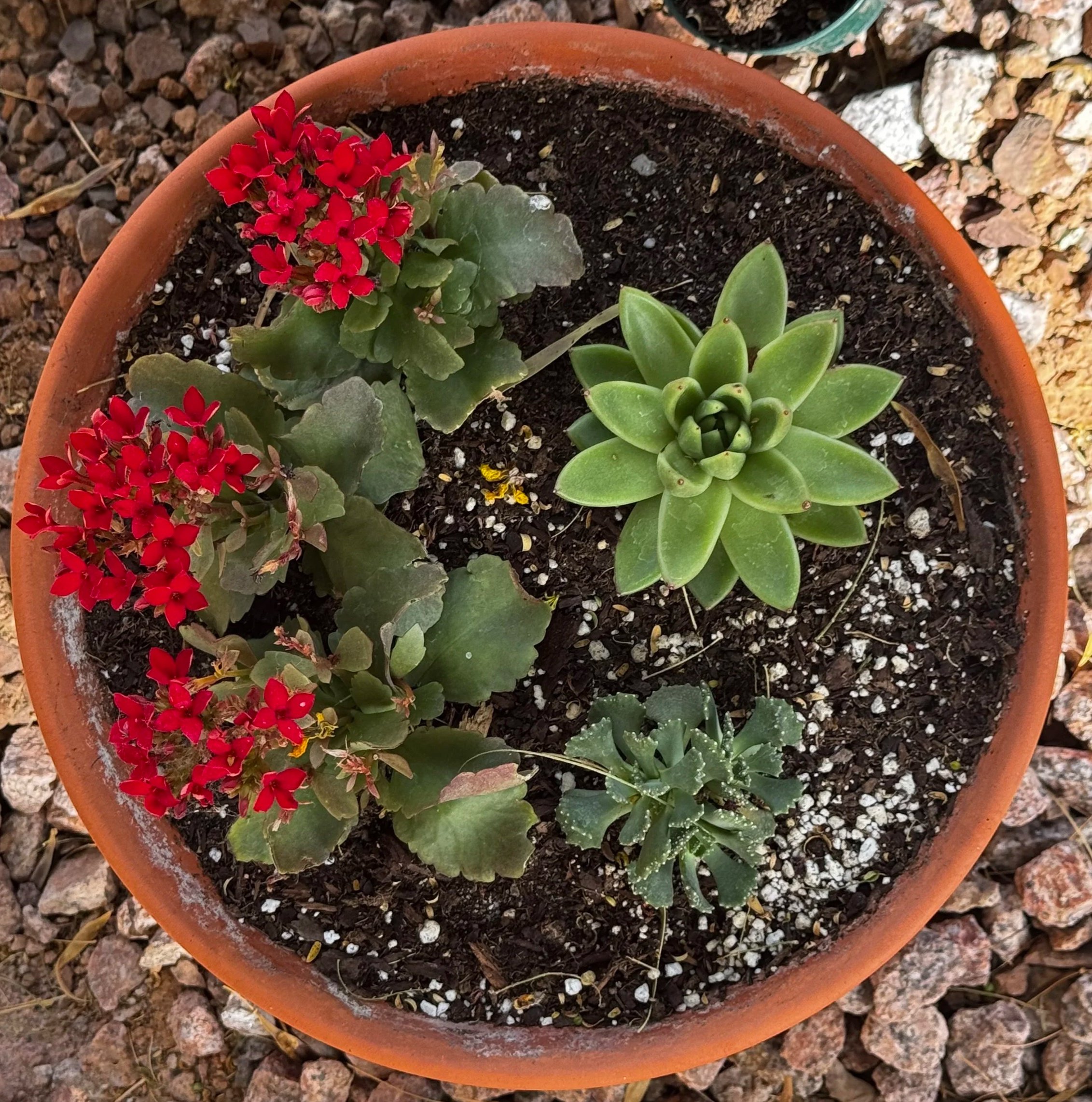 Succulent Pot
