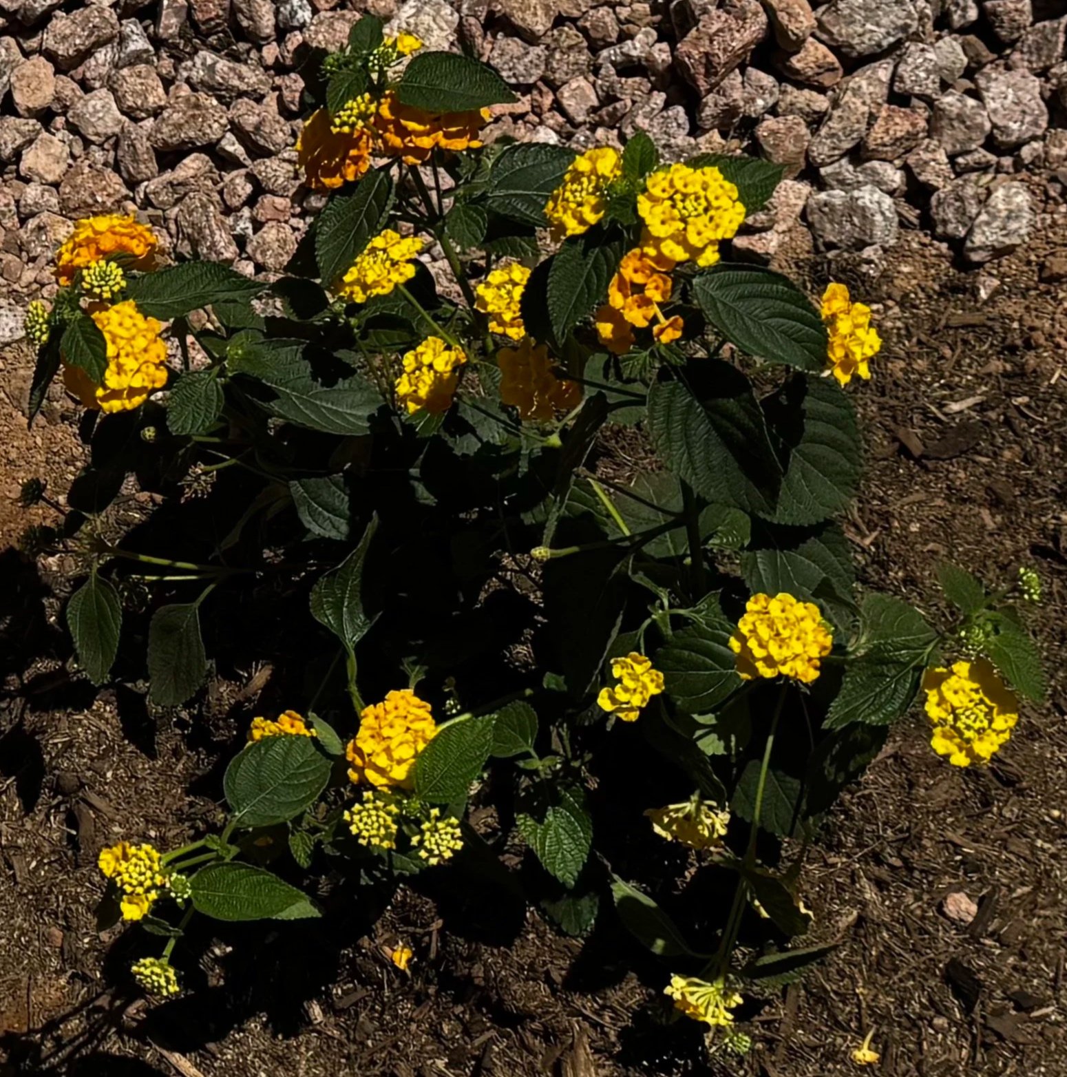 Pineapple Lantana
