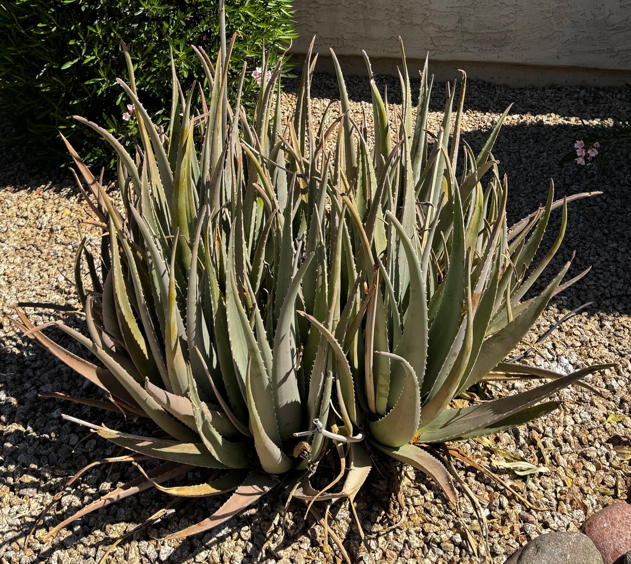 Aloe Vera