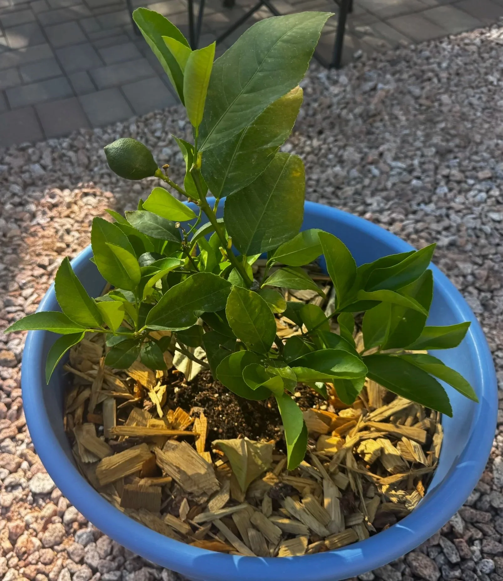 Meyer Lemon Tree
