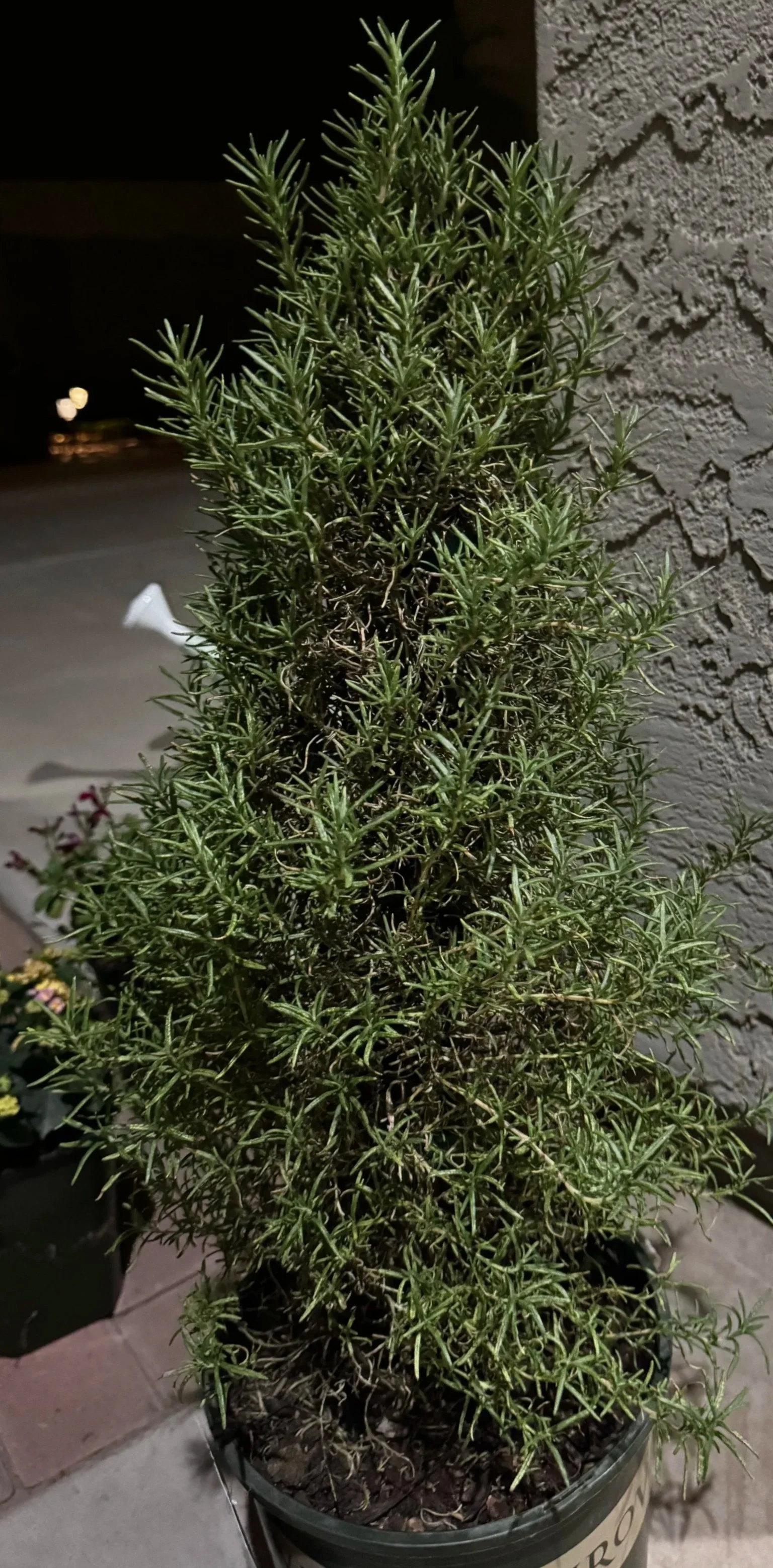 Tuscan Blue Rosemary
(Distressed)