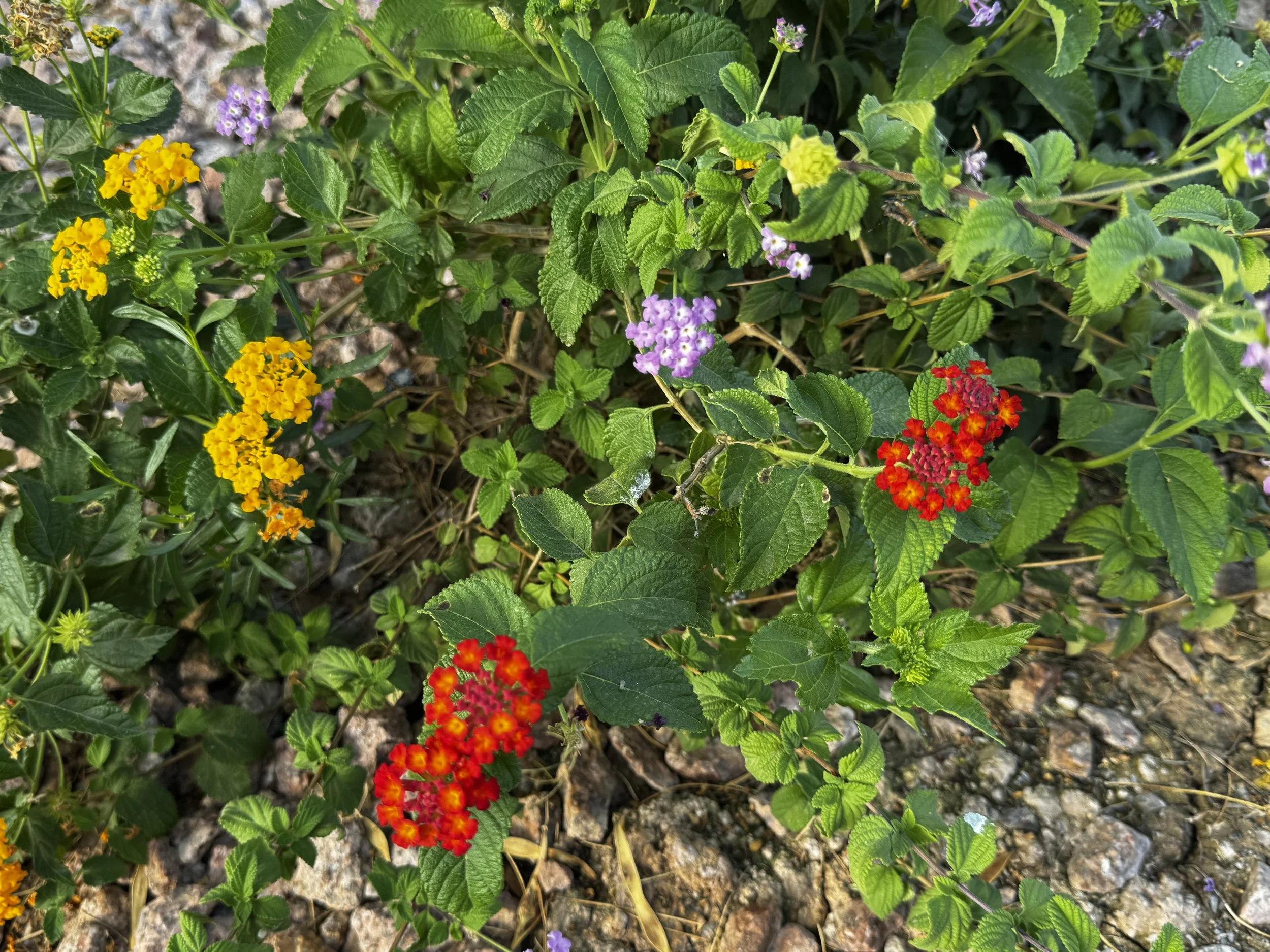 Rainbow Lantana