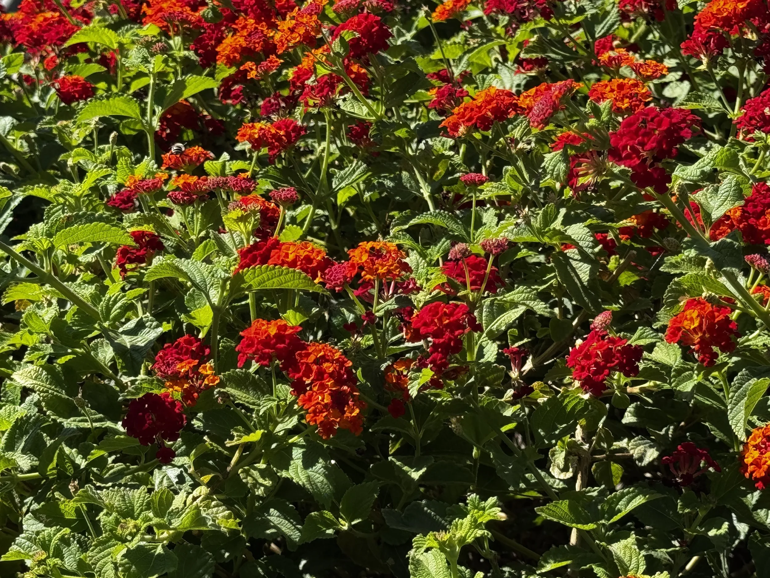 Dallas Flame Lantana