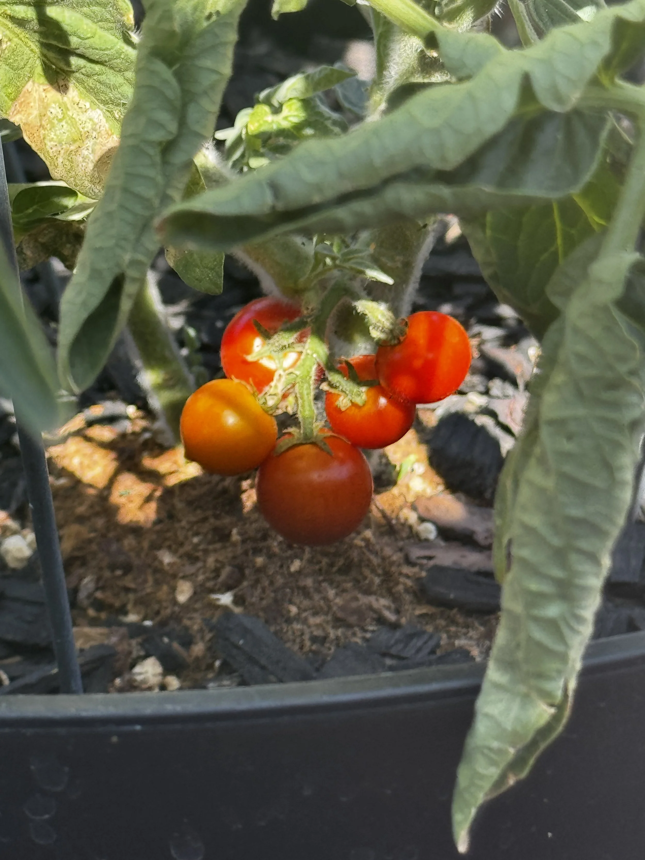 Husky Red Tomato