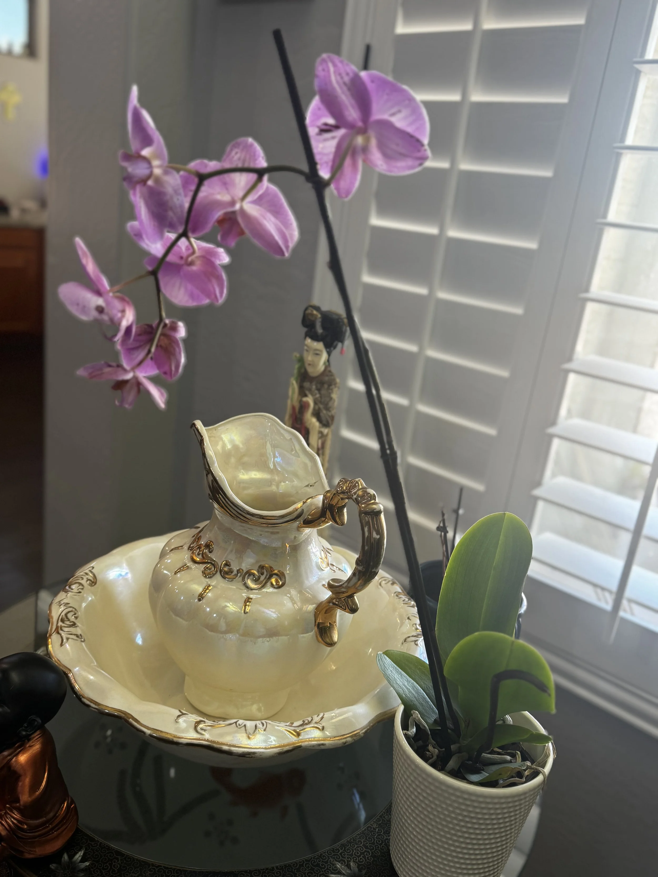 Orchid