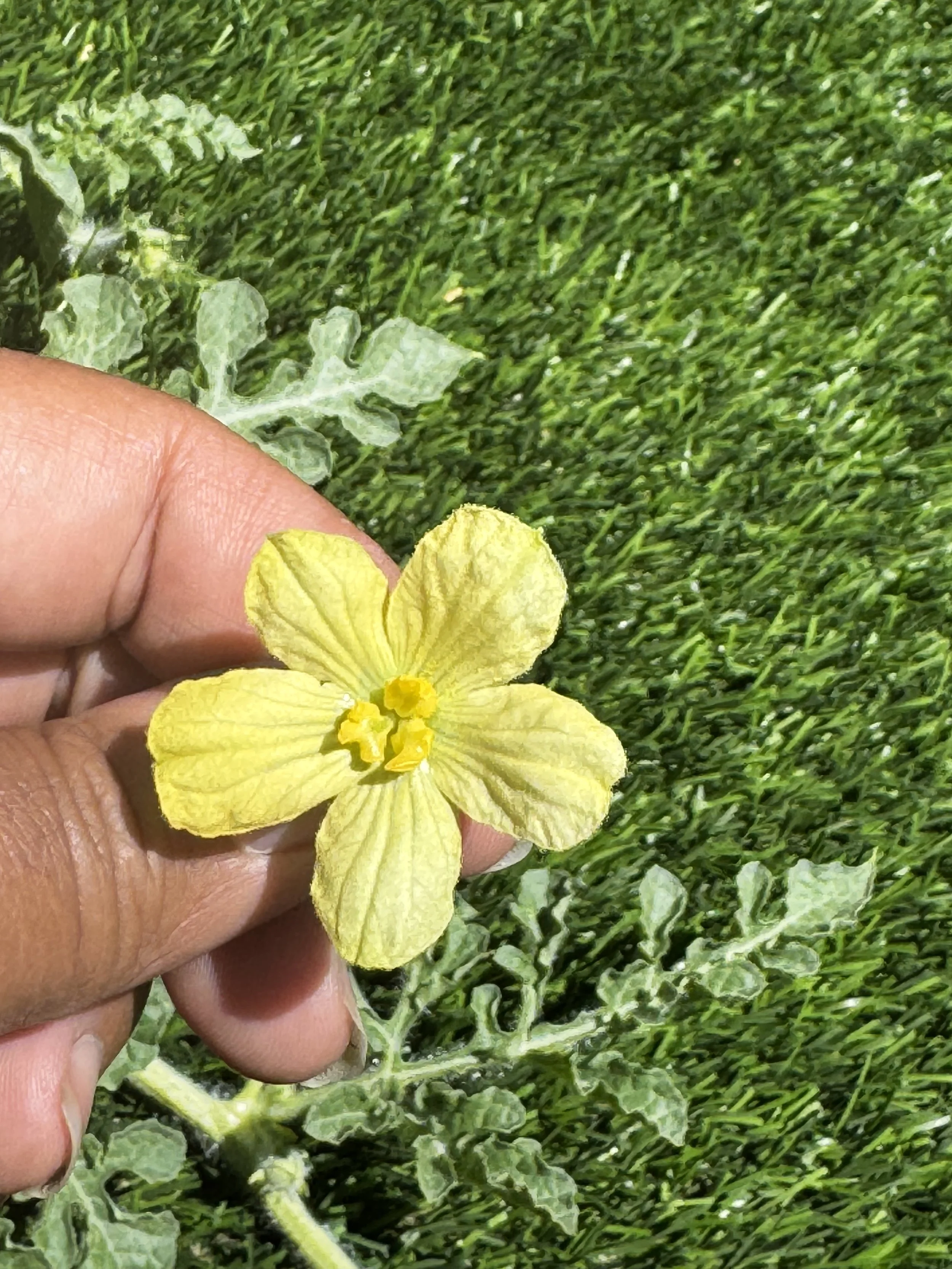 Black Diamond Watermelon Flower