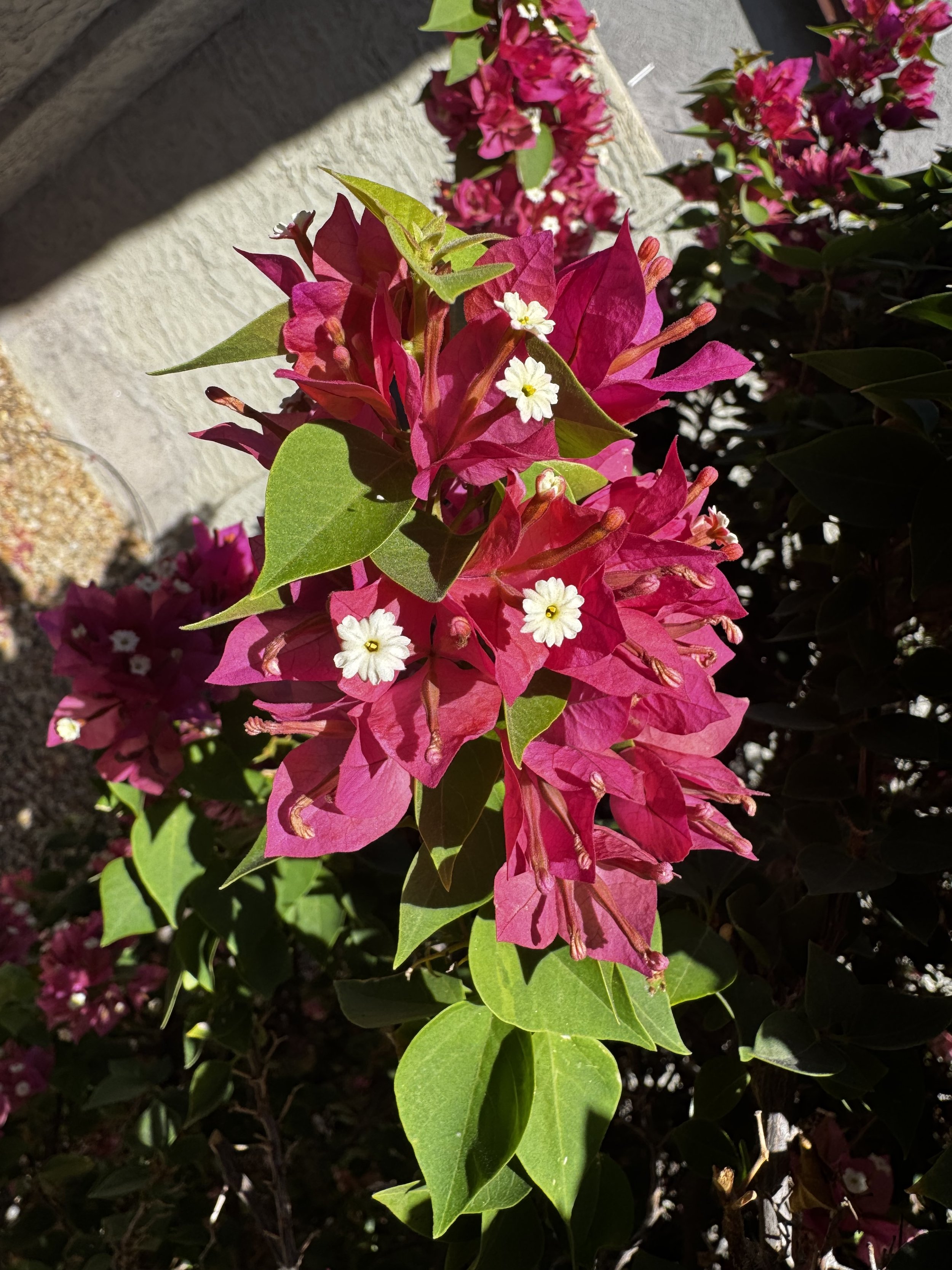Bougainvillea